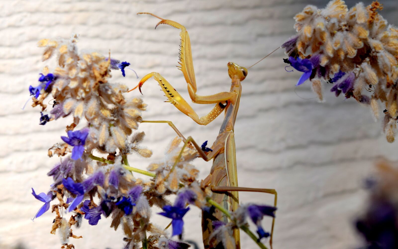 Nikon D3300 sample photo. Animal, insect, praying mantis photography