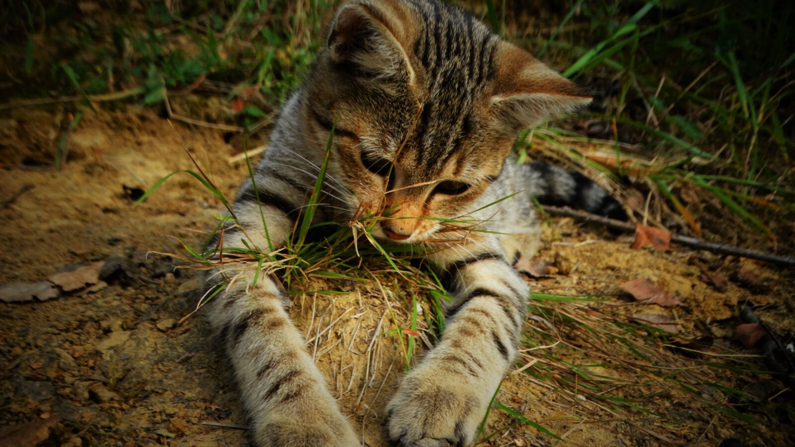 Sony Cyber-shot DSC-HX300 sample photo. Cat, kitten, pet photography