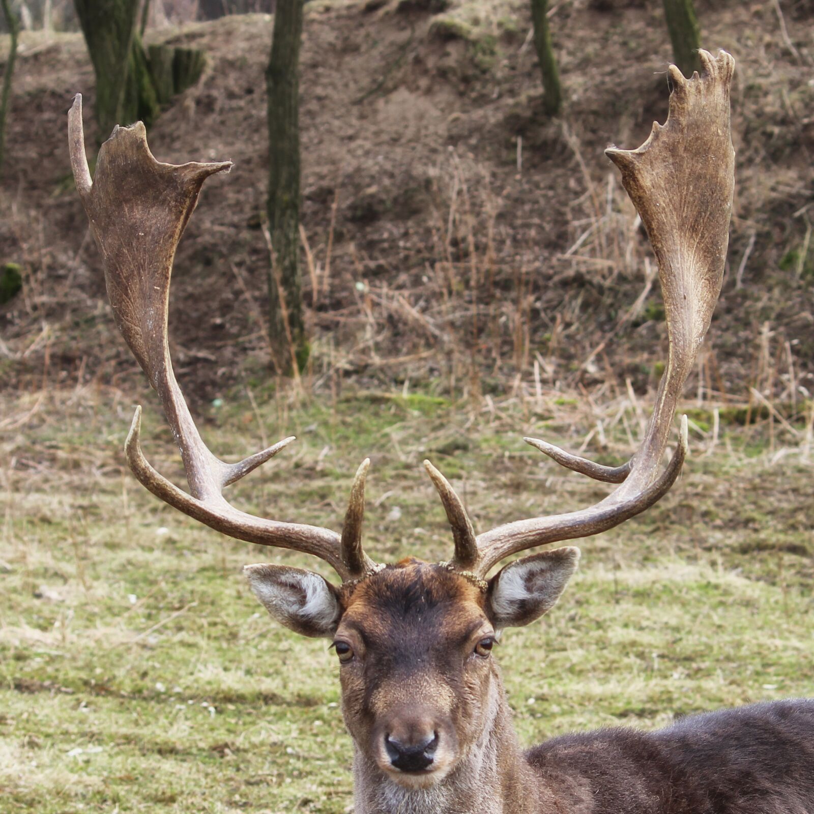 Canon EF-S 55-250mm F4-5.6 IS II sample photo. Hirsch, fallow deer, forest photography