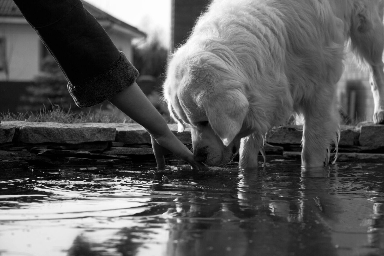 Canon EOS 70D sample photo. Dog, puppy, friend photography