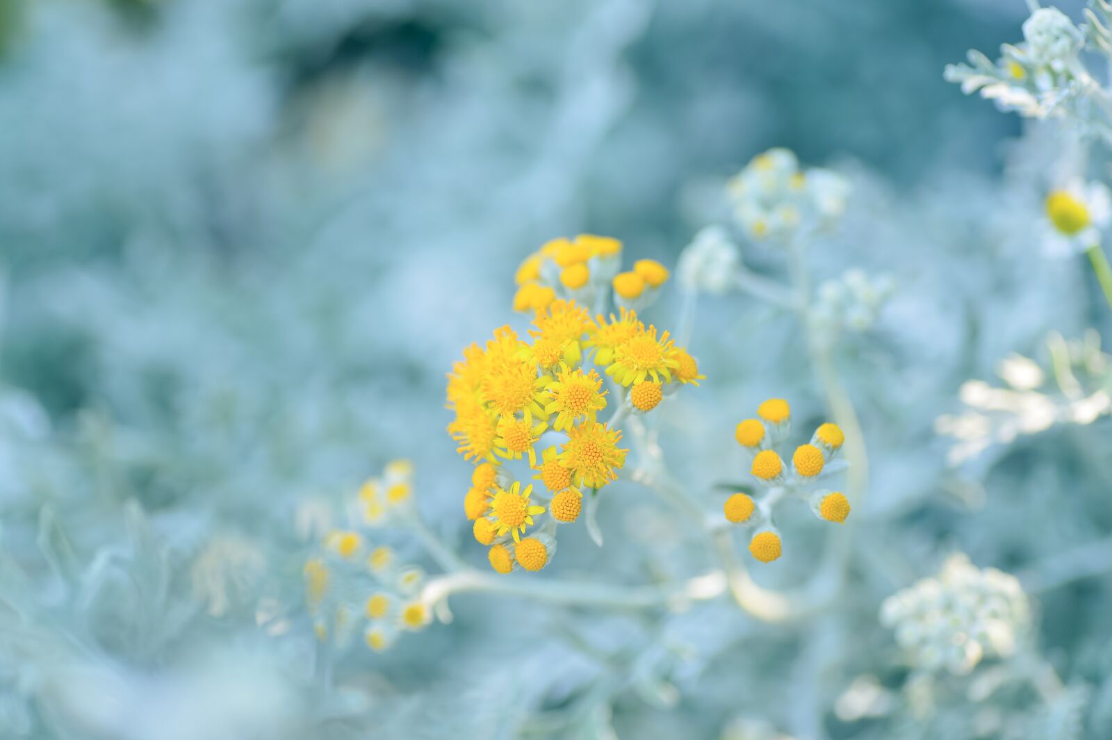 Nikon Df sample photo. Natural, plant, silver leaf photography
