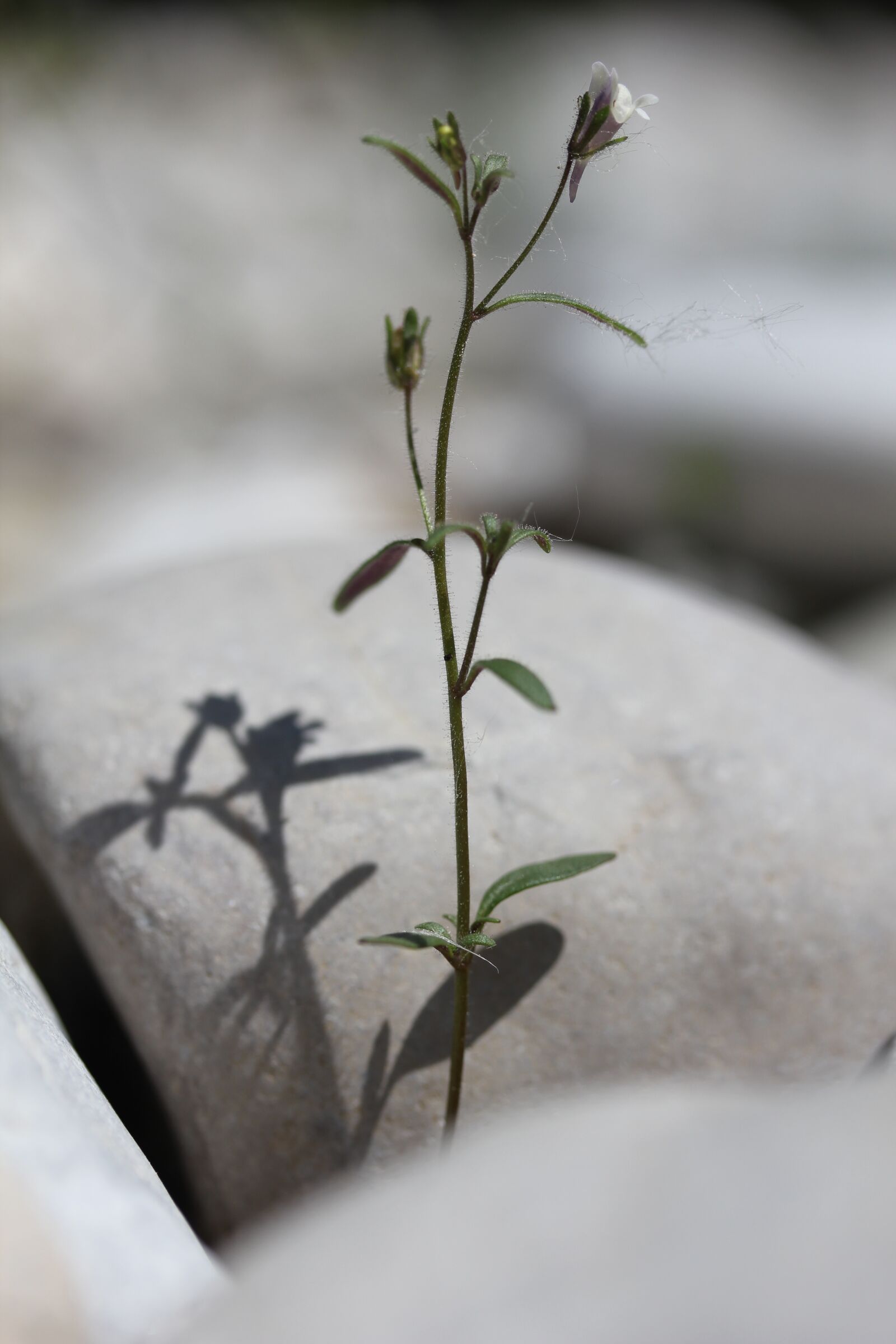 Canon EOS 550D (EOS Rebel T2i / EOS Kiss X4) sample photo. Rest, fengshui, balanced photography