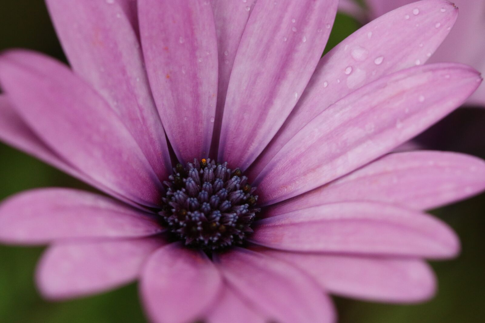 Canon EOS 70D + Canon EF 100mm F2.8 Macro USM sample photo. Pink, purple, flower photography