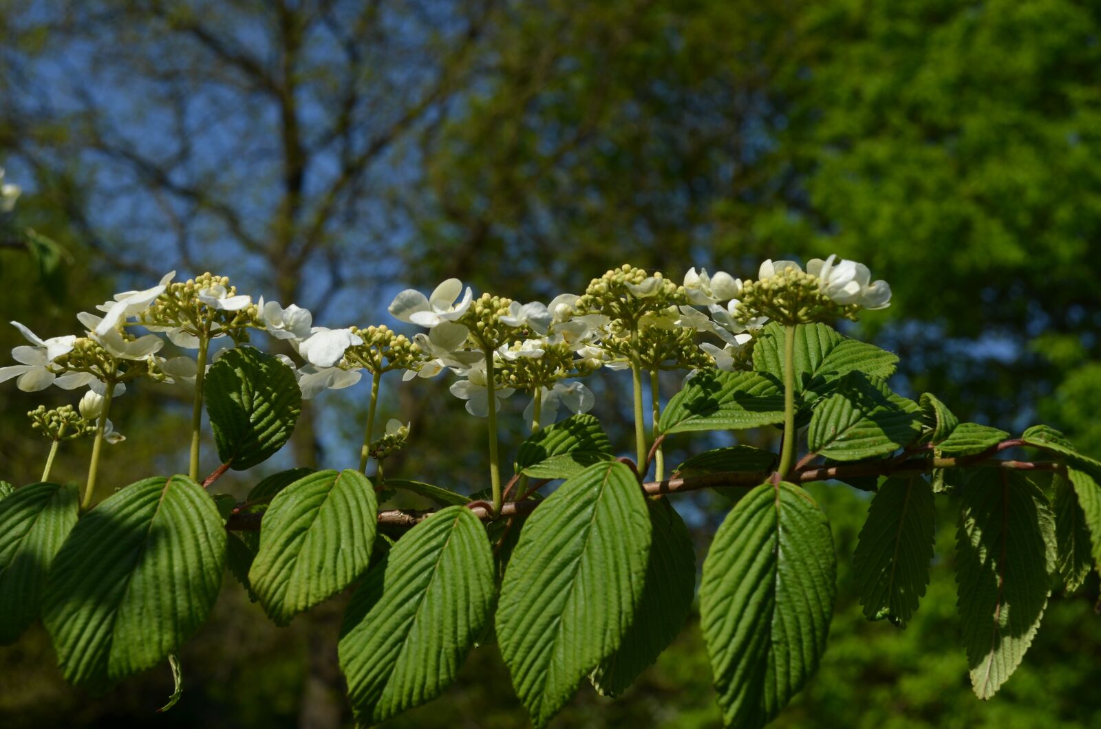 Nikon D5100 sample photo. Chestnut tree, inflorescence, chestnut photography