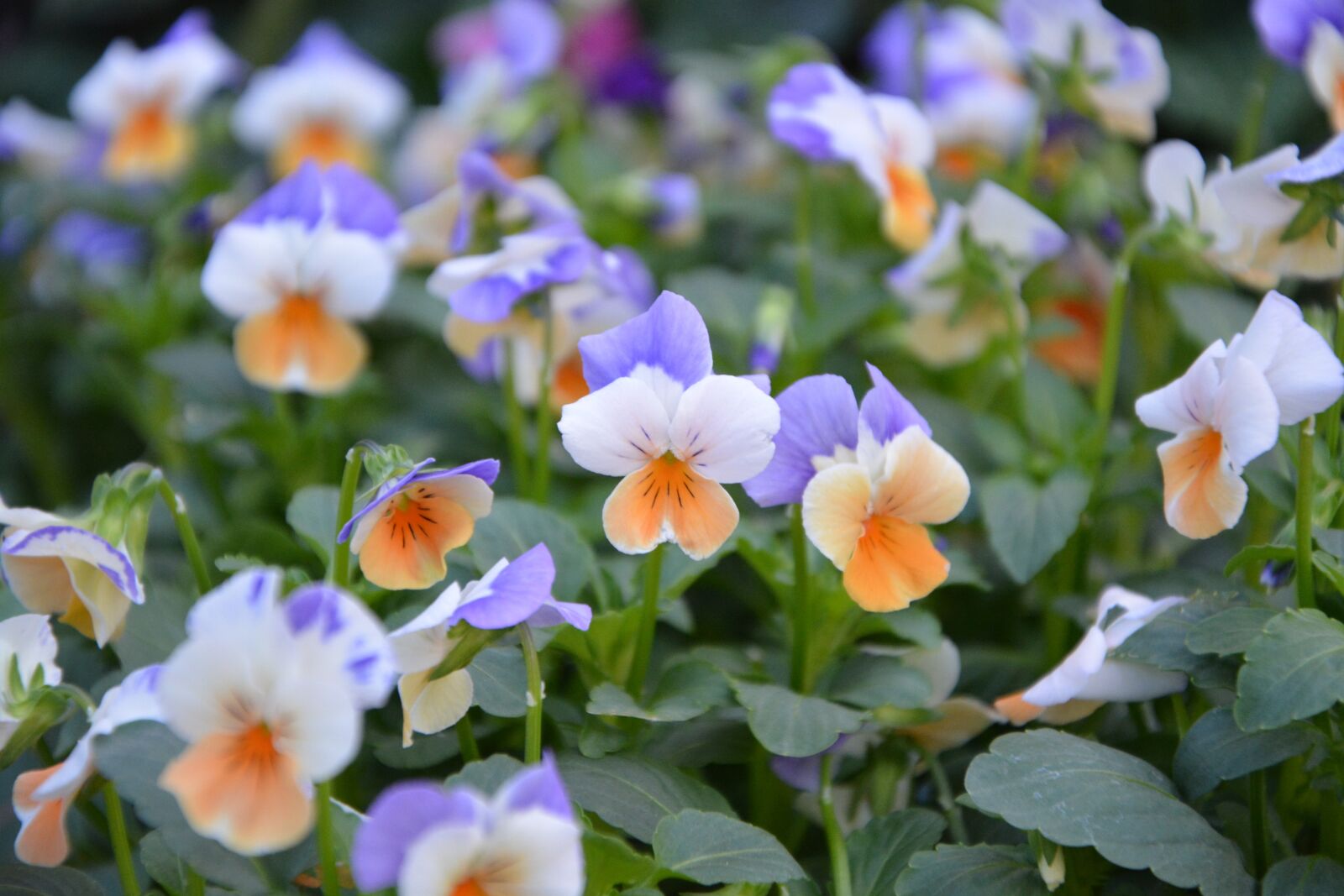 Nikon D5200 sample photo. Flower flowers, massif, garden photography
