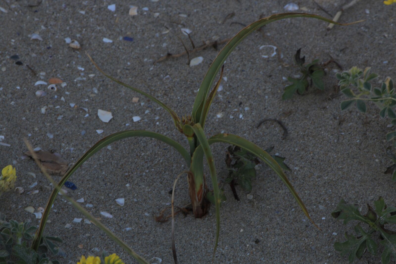 Canon EOS 600D (Rebel EOS T3i / EOS Kiss X5) sample photo. Sea sand, beach, summer photography