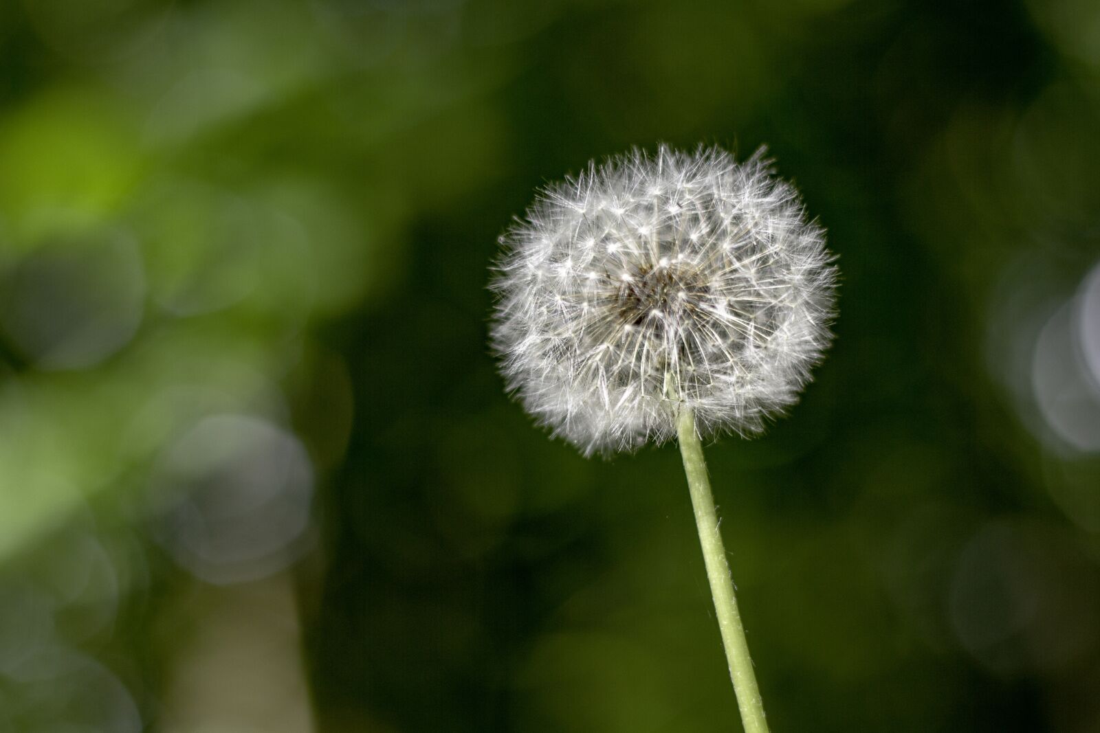 Canon EOS 60D sample photo. Flower, buttercup, spring photography