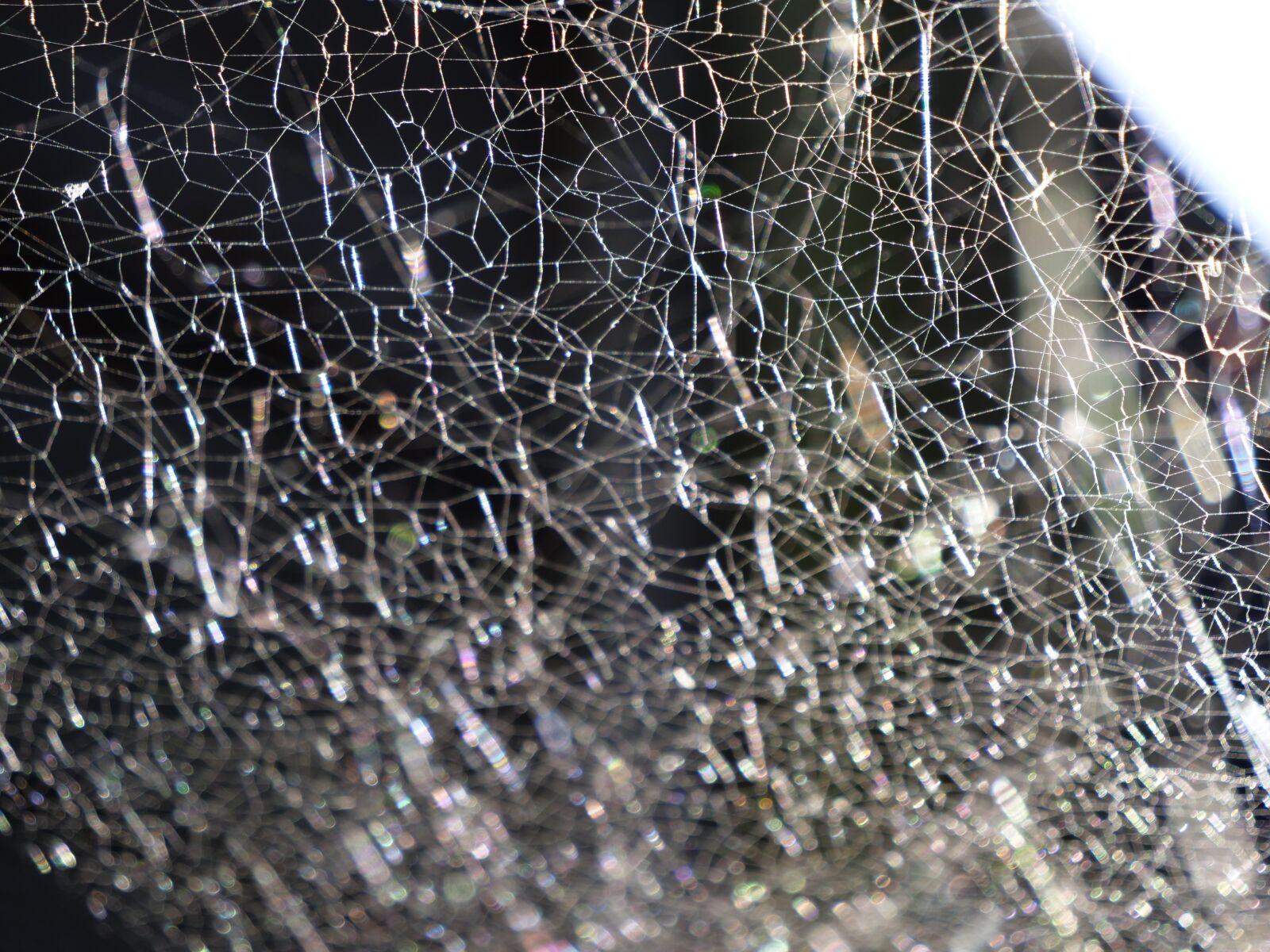 Panasonic Lumix DC-GH5 sample photo. Spider, cobweb, nature photography