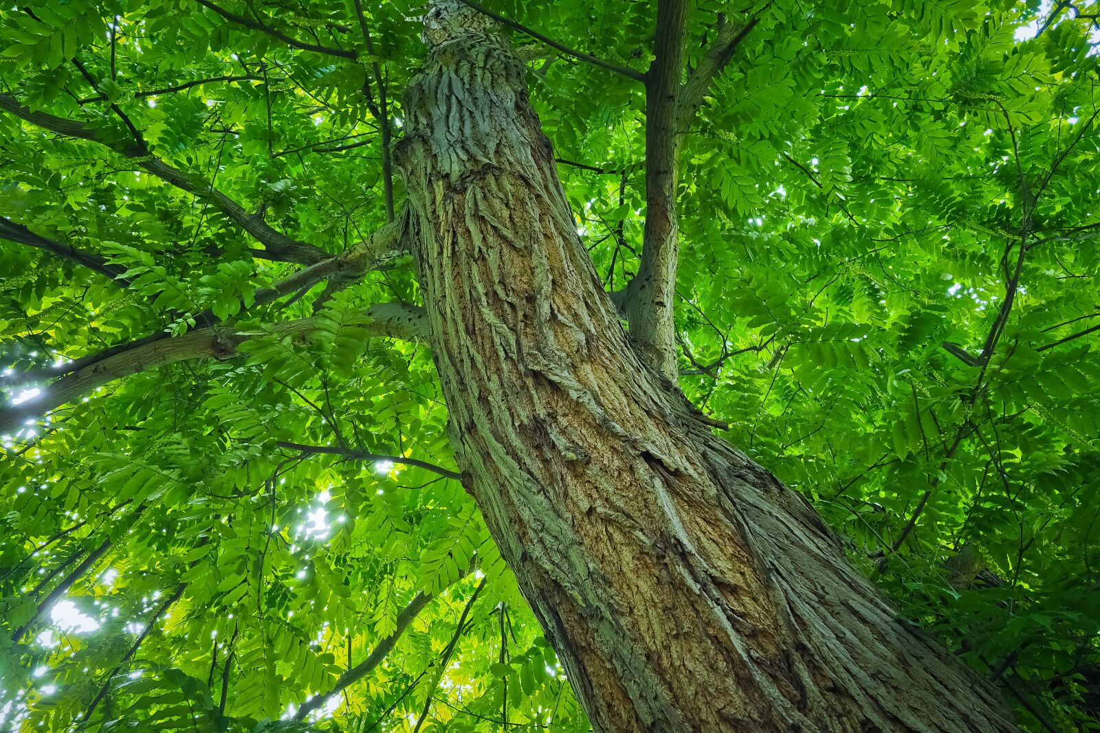 Olympus OM-D E-M10 sample photo. Tree, tribe, log photography