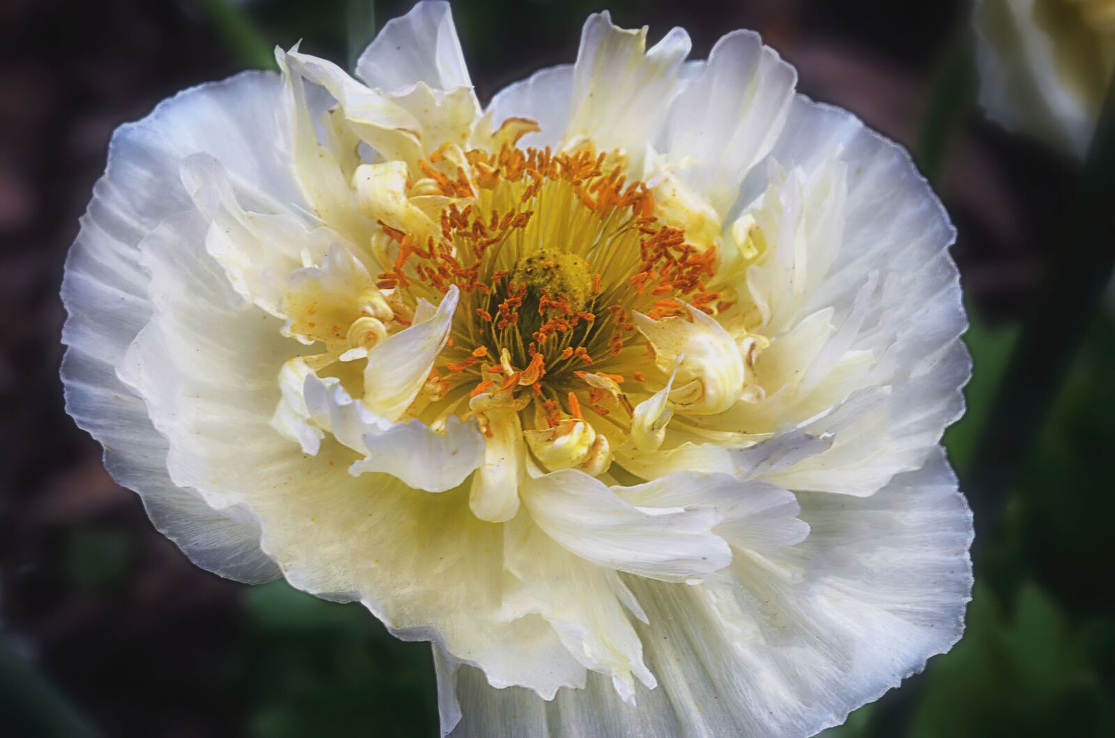 Nikon D5100 sample photo. Flower, white, yellow photography
