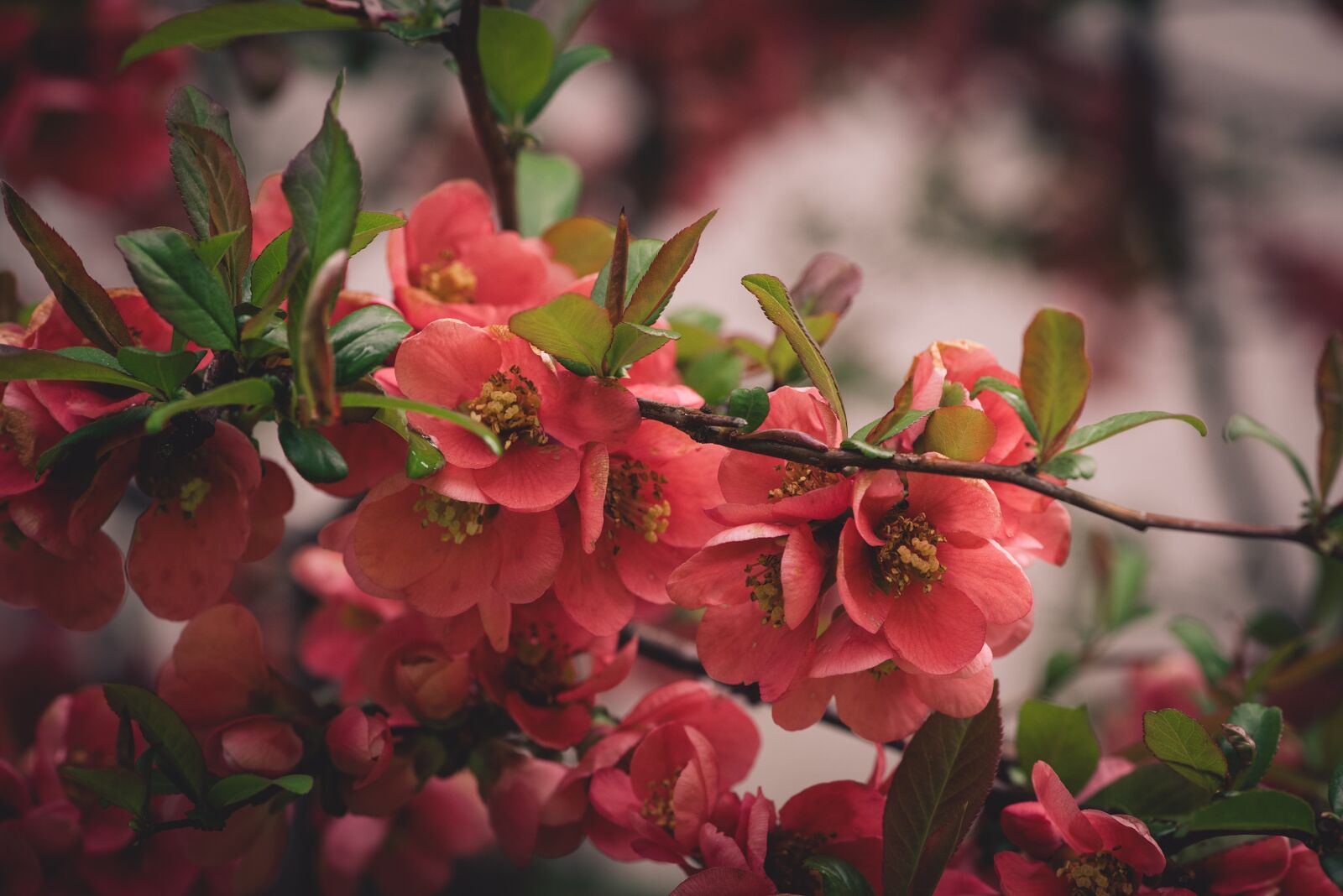 Nikon D750 sample photo. Flowers, red, branch photography