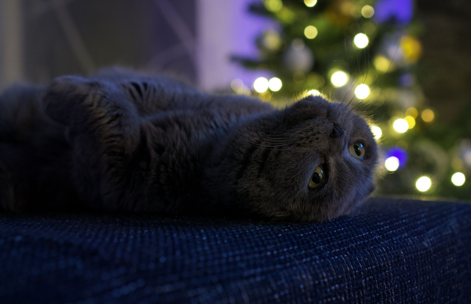 Sony a6000 + Sony E 35mm F1.8 OSS sample photo. Cat, animal, pretty photography
