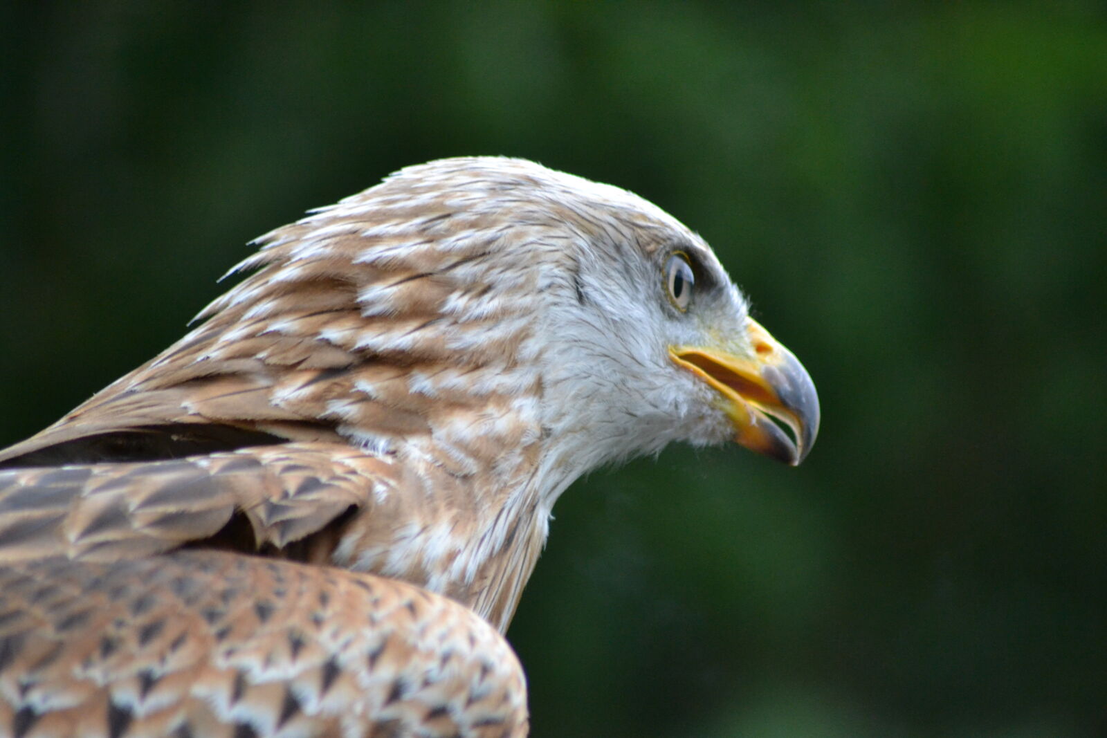Nikon D3100 sample photo. Animal, park, beak, birds photography