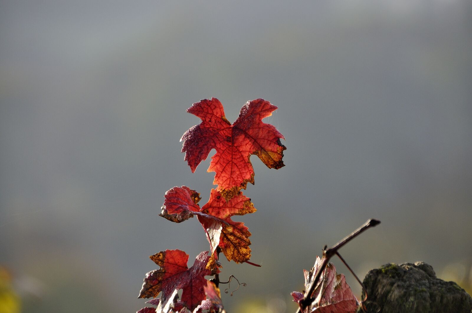 Nikon D90 sample photo. Vine, autumn, emerge photography