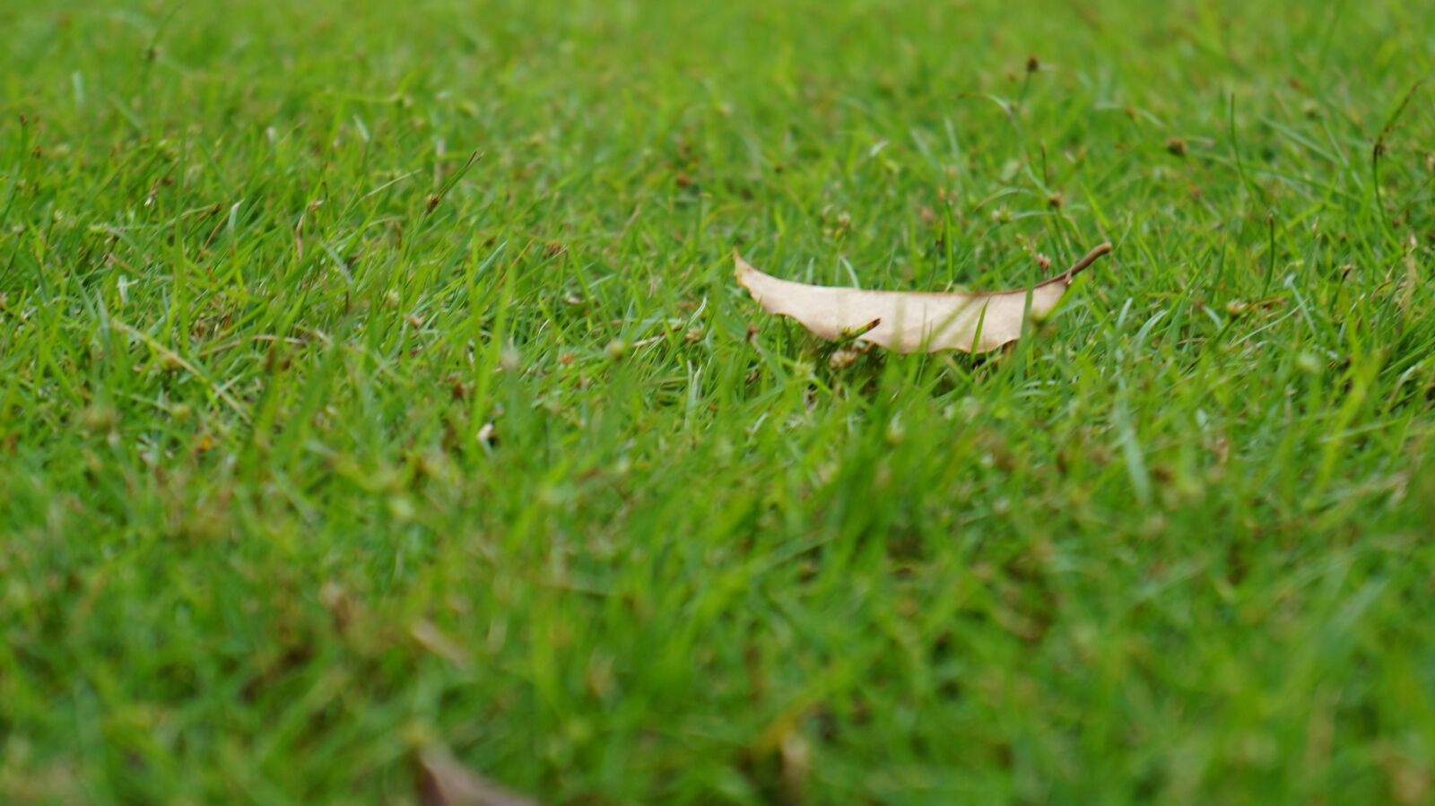 Sony Alpha NEX-F3 + Sony E 18-55mm F3.5-5.6 OSS sample photo. Lawn, defoliation, autumn photography