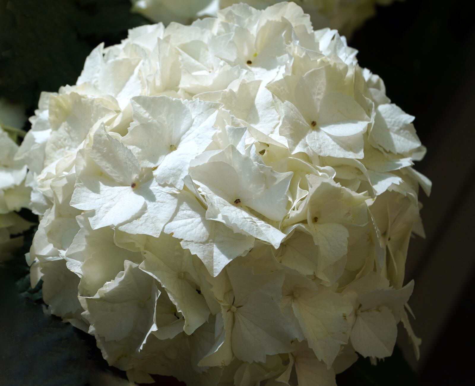 Sony E PZ 18-105mm F4 G OSS sample photo. Hydrangea, flower, blossom photography