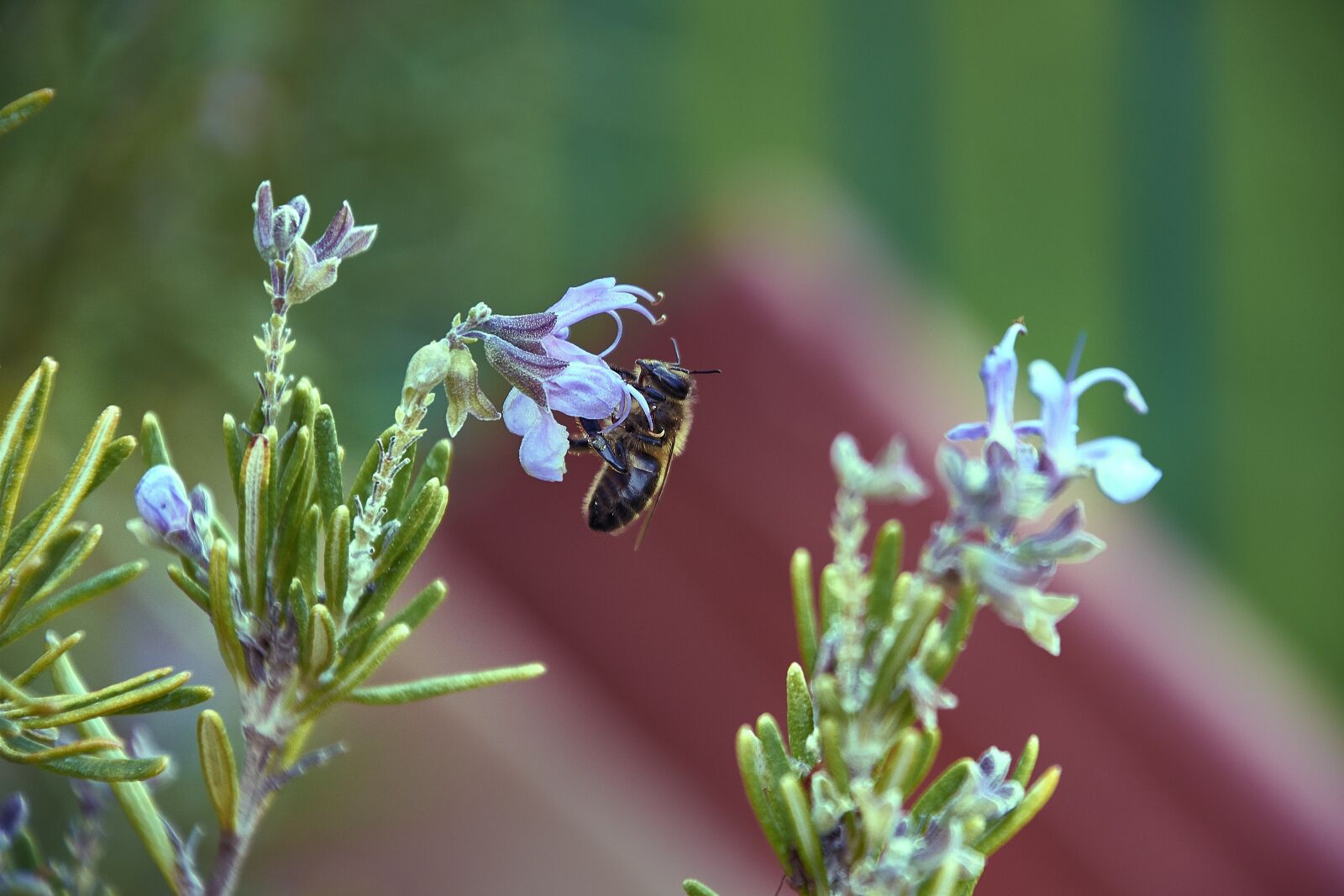 Nikon D7200 sample photo. Bee, flower, garden photography