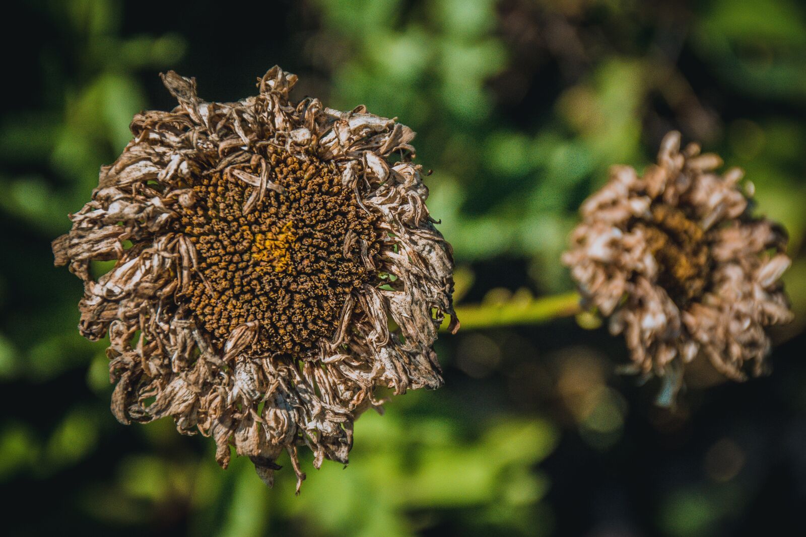 Nikon D7100 sample photo. Senility, flowers, end photography