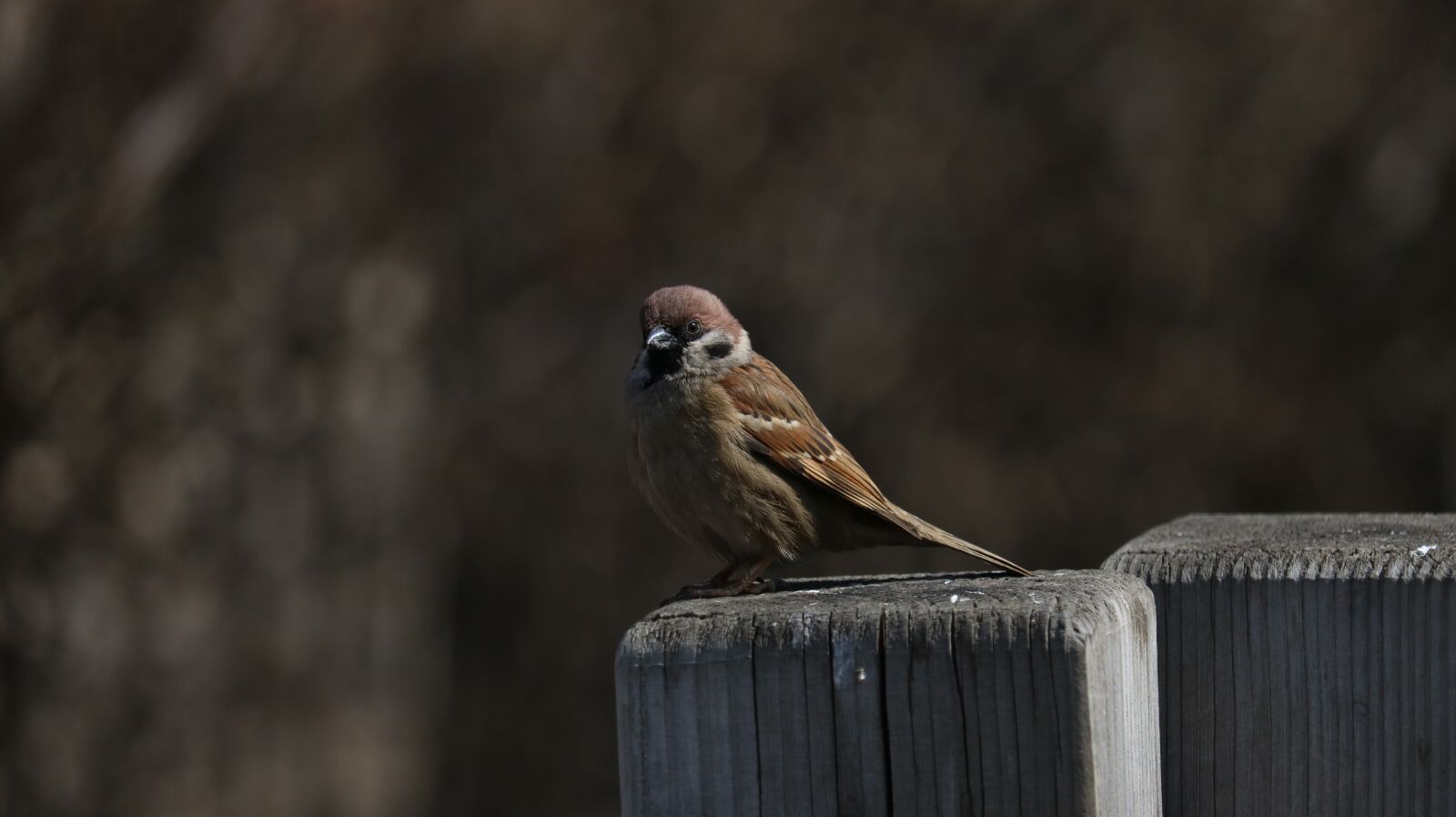 Canon EOS 750D (EOS Rebel T6i / EOS Kiss X8i) sample photo. Nature, new, wildlife photography