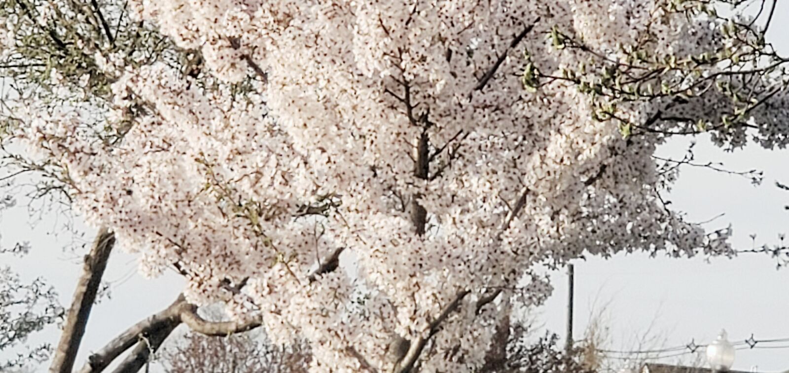 Samsung Galaxy S10+ sample photo. Tree, sky, stuff photography