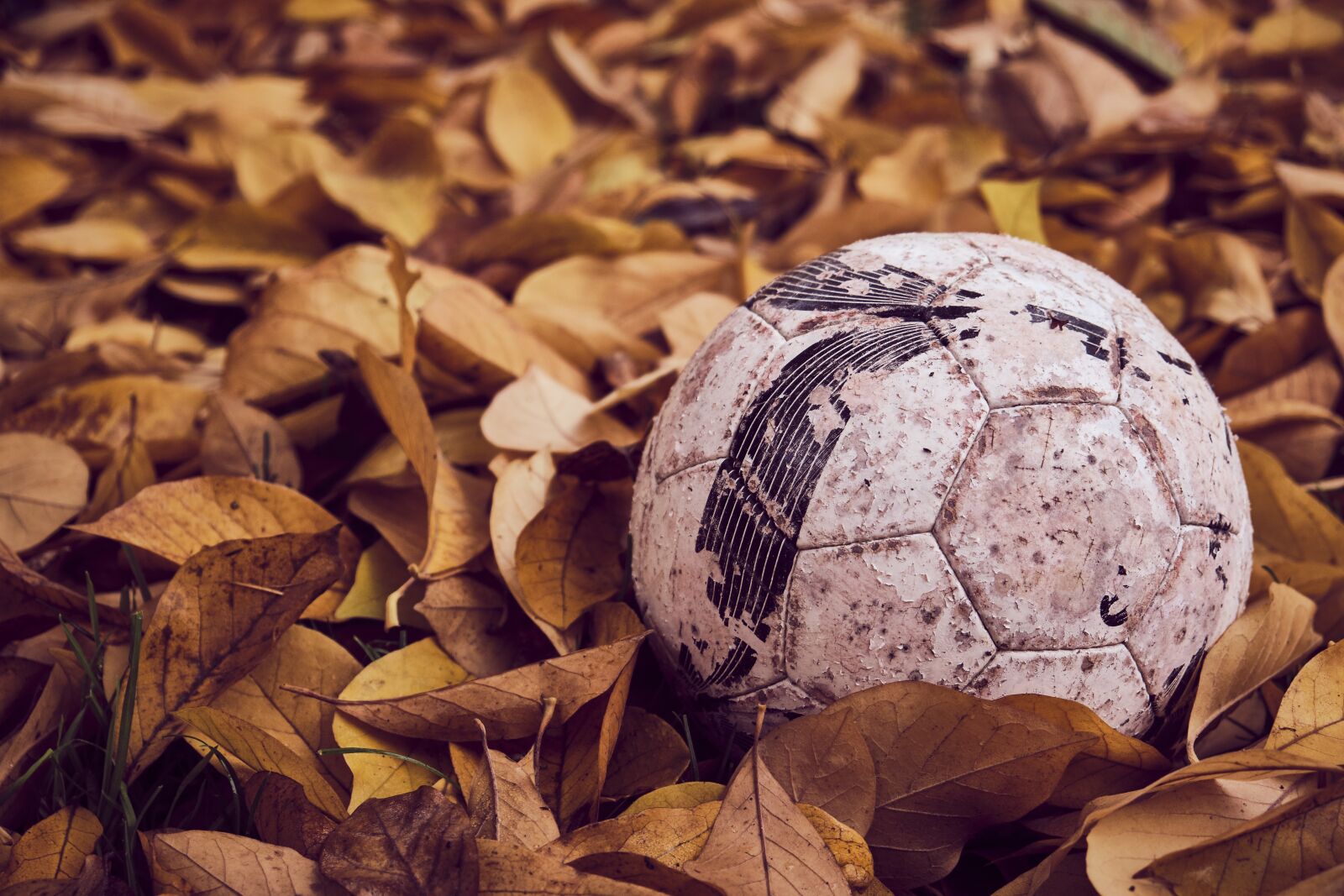 Fujifilm XF 18-55mm F2.8-4 R LM OIS sample photo. Football, autumn, leaves photography