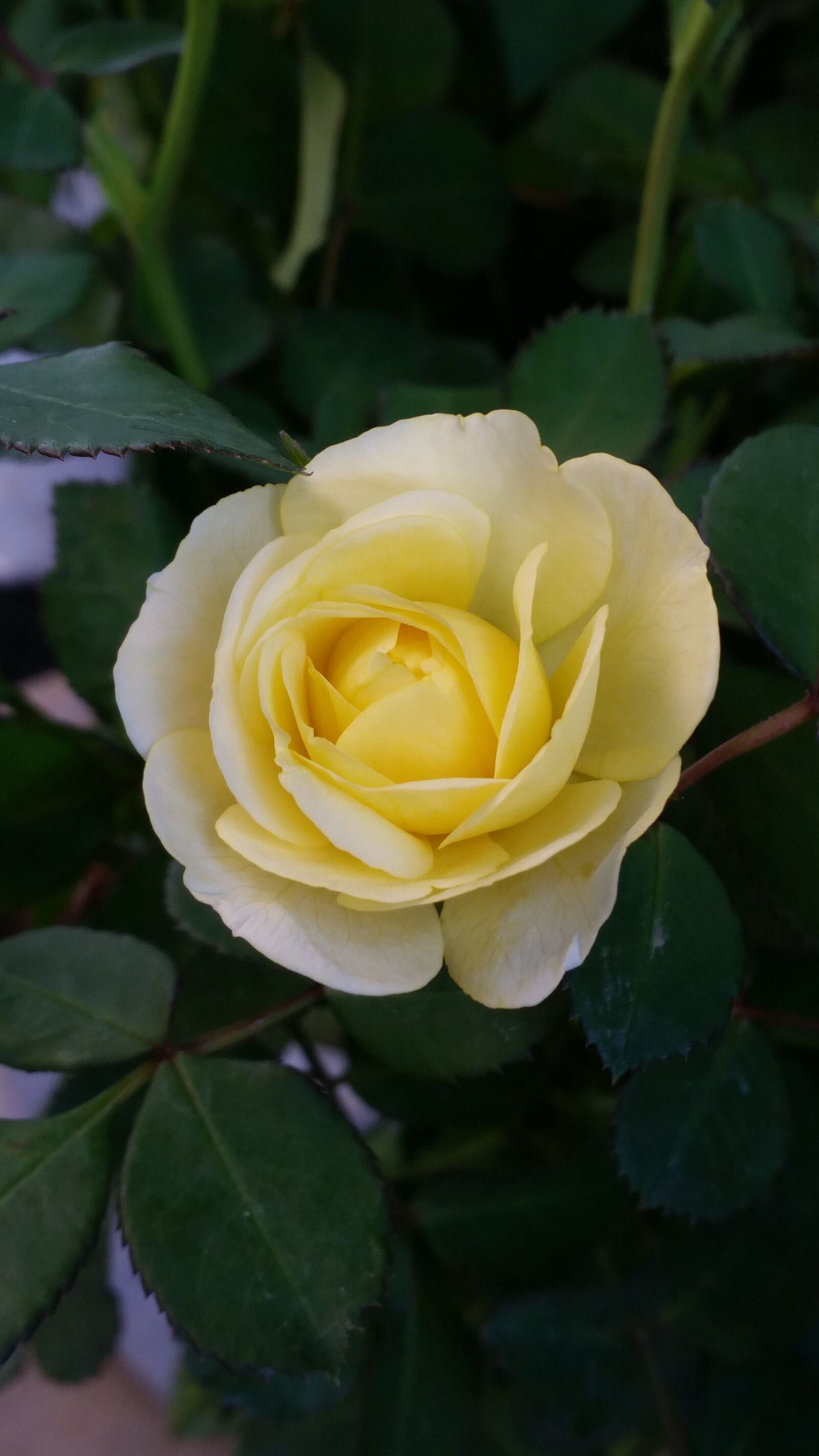 Samsung Galaxy S5 sample photo. Flower, rose, flowers photography