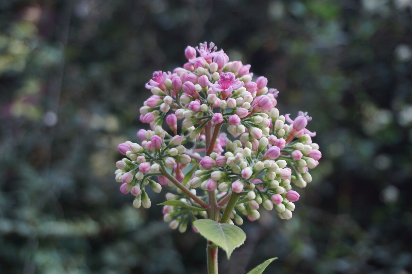 Sony Alpha NEX-3N sample photo. Flowers, nature, garden photography