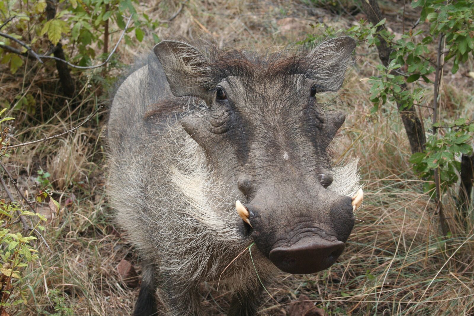 Canon EOS 350D (EOS Digital Rebel XT / EOS Kiss Digital N) sample photo. Warthog, animal, africa photography