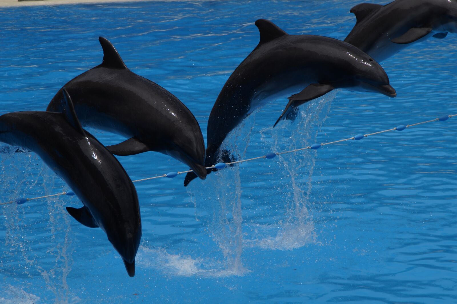 Sony SLT-A58 sample photo. Dolphins, swim, dolphin photography