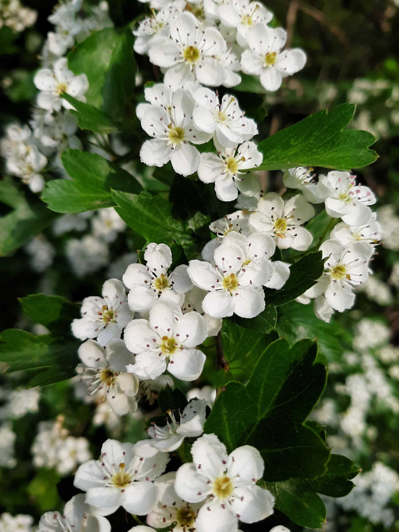 Samsung Galaxy A50 sample photo. Blumen, flowers, nature photography