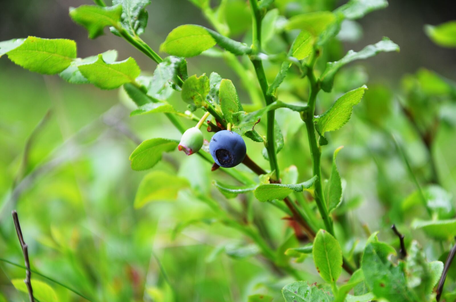 Nikon D5100 sample photo. Forest, jagoda, fruit photography