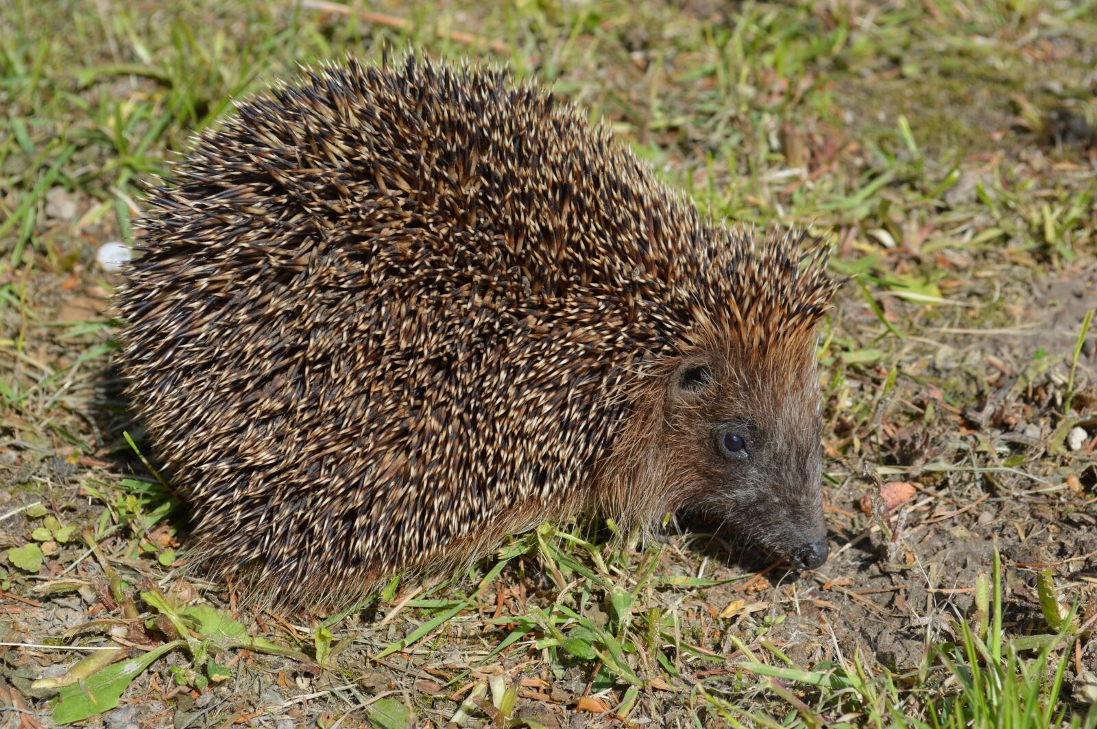 Nikon D3200 sample photo. Hedgehog, animals, crew cut photography