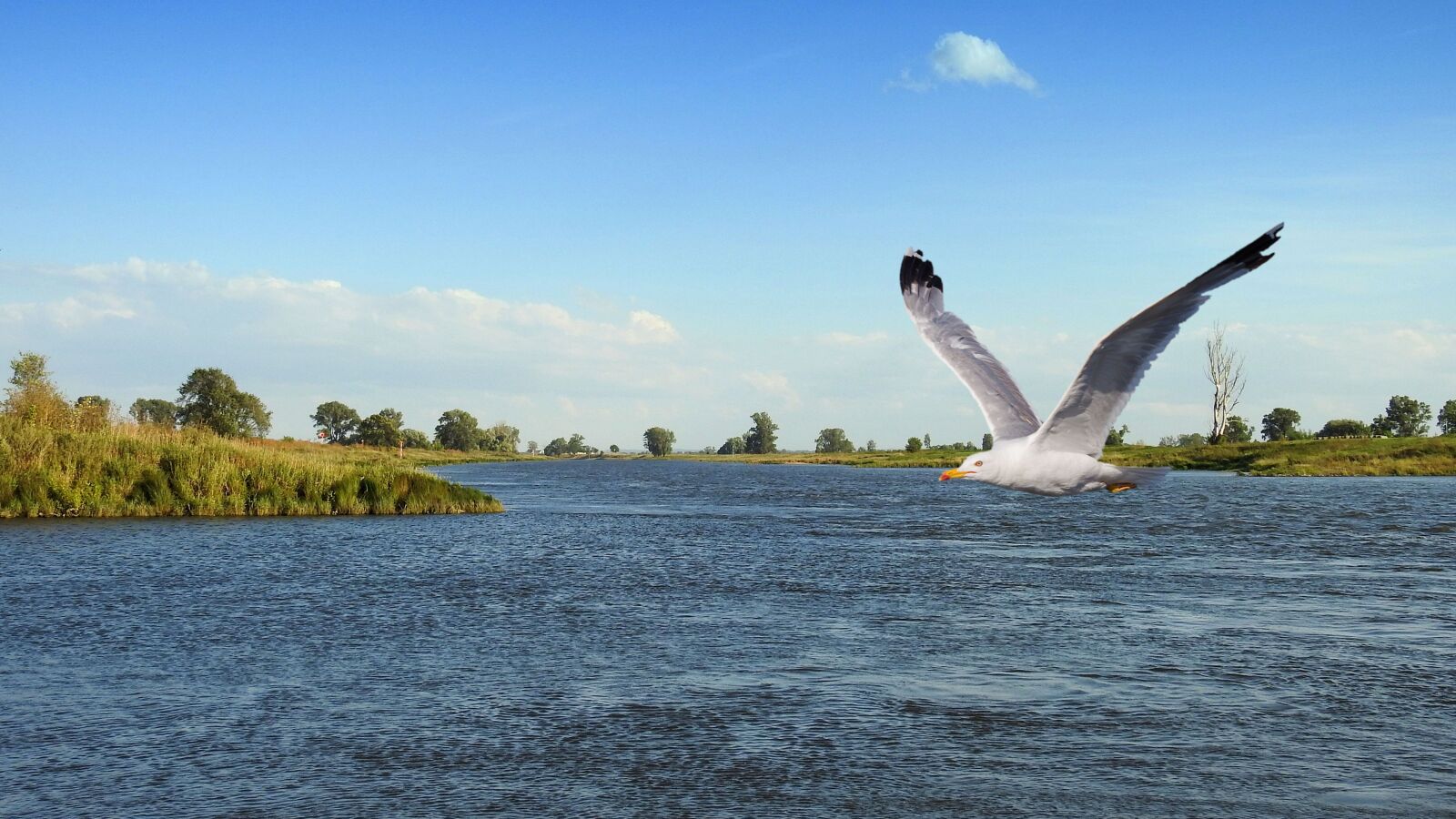 Nikon Coolpix P900 sample photo. Landscape, river, bird photography