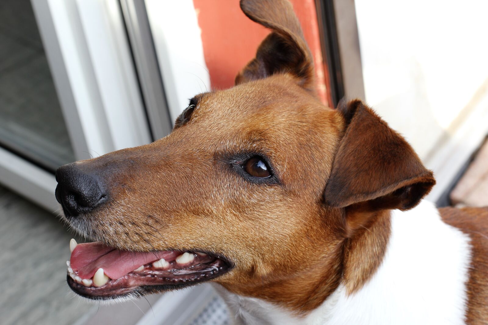 Canon EOS 60D + Canon EF 50mm F1.4 USM sample photo. Dog, animal portrait, pet photography
