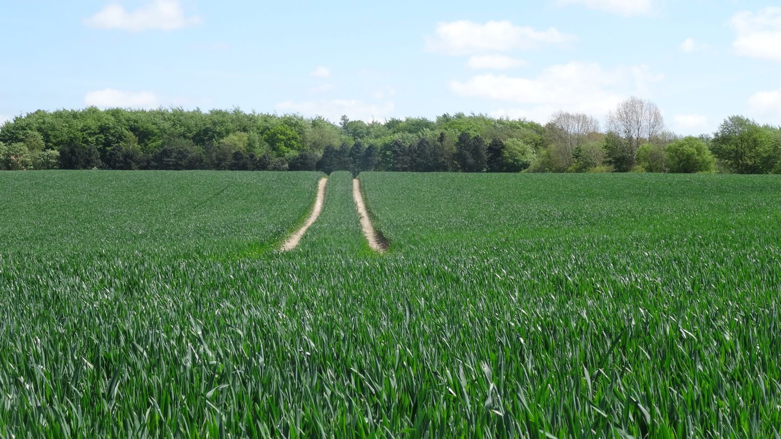 Sony Cyber-shot DSC-HX50V sample photo. Wheat field, landscape, tractor photography