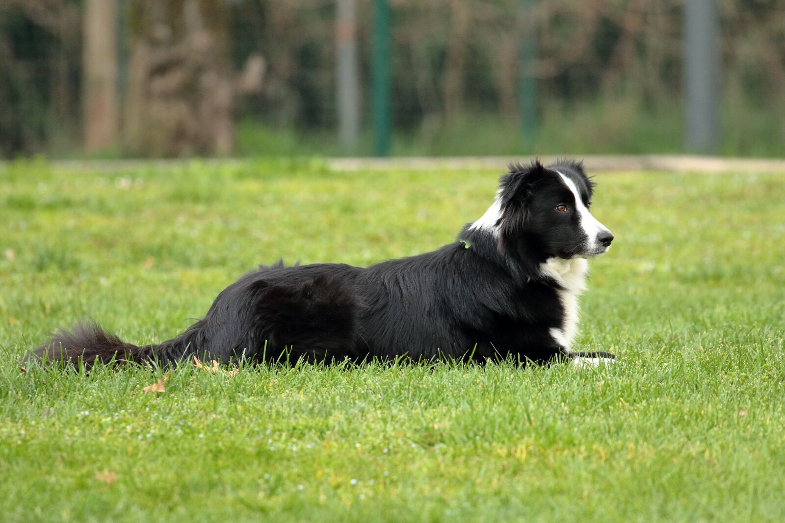 Canon EOS 7D Mark II sample photo. Dog, animal, rest photography