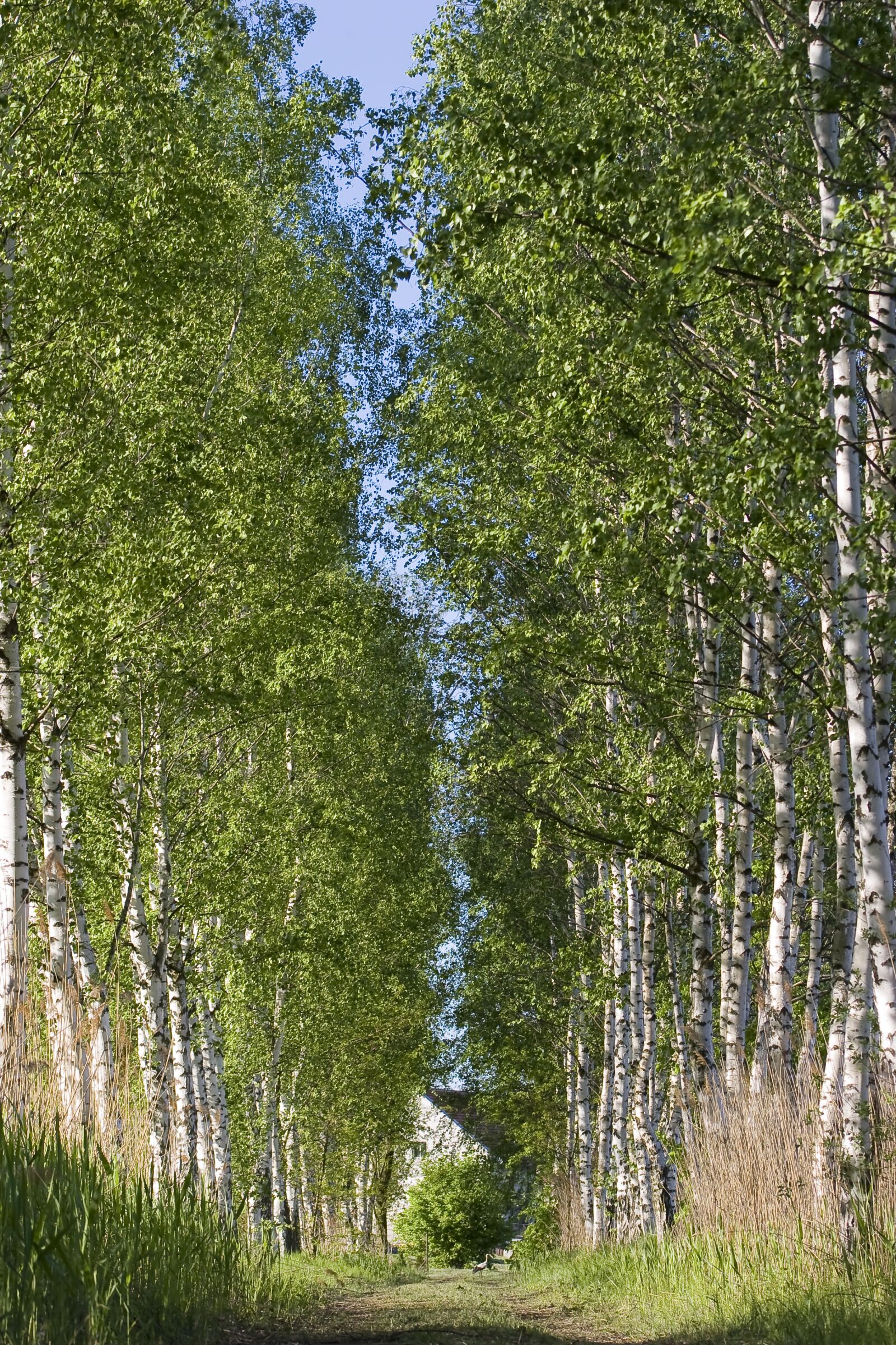 Canon EOS 20D sample photo. Birch, tree, landscape photography