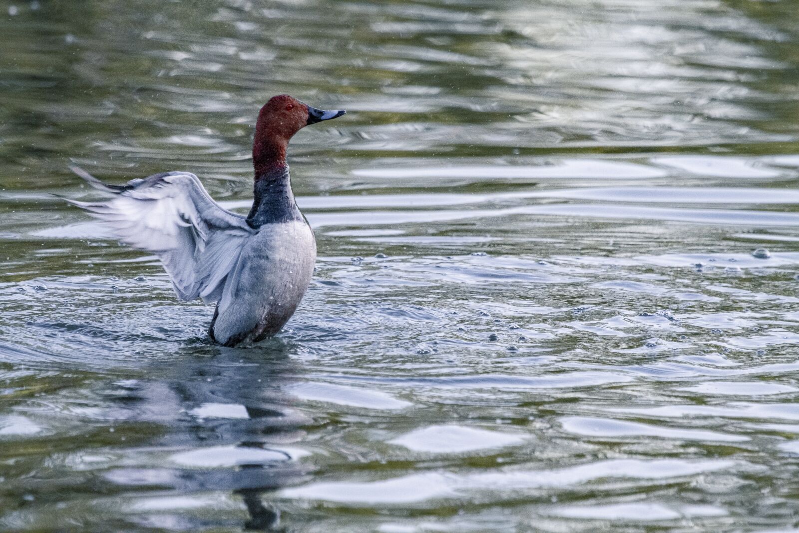 Canon EOS 7D + Canon EF 100-400mm F4.5-5.6L IS USM sample photo. Duck, water, lake photography