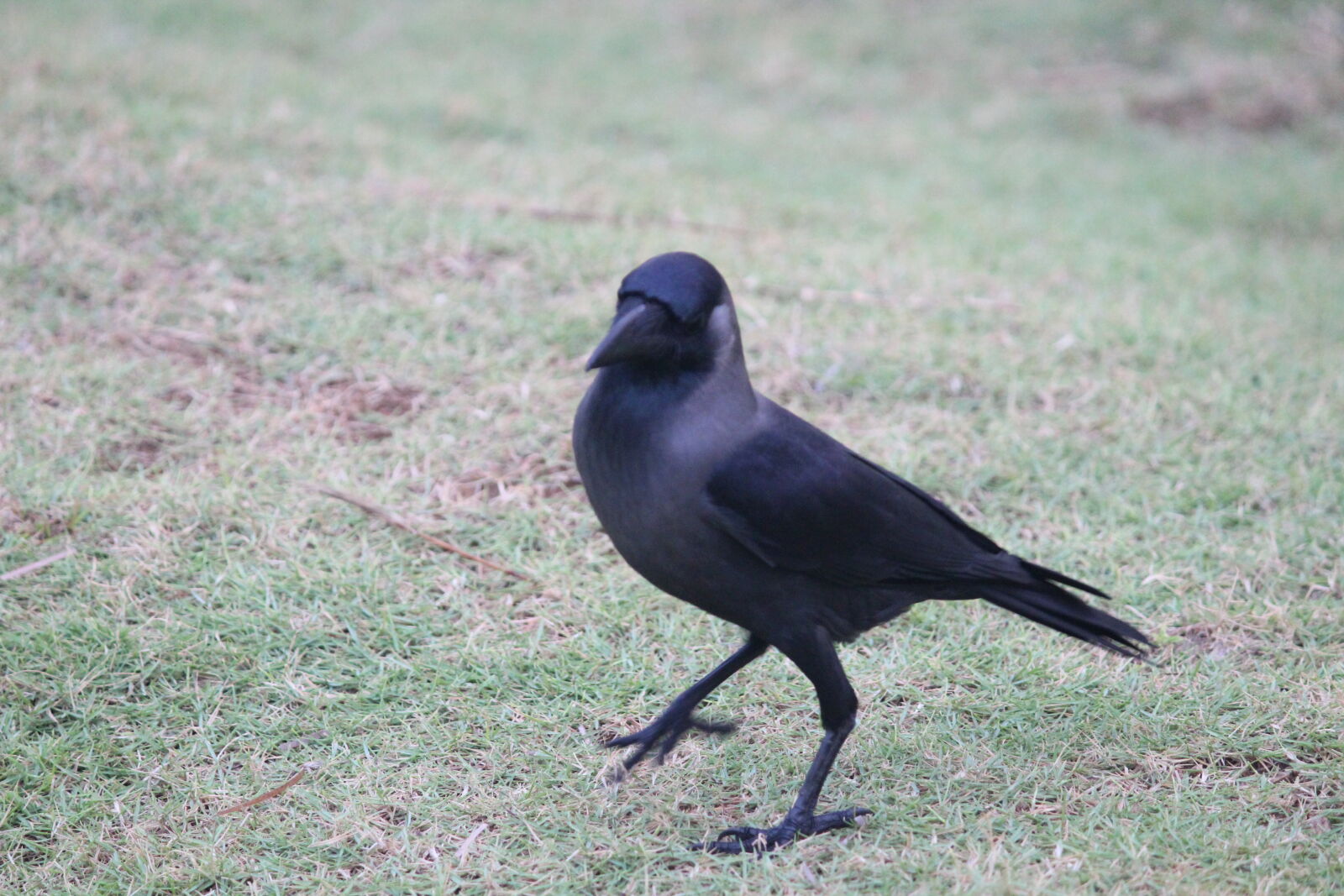 Canon EOS 1300D (EOS Rebel T6 / EOS Kiss X80) sample photo. Dancing, crow photography