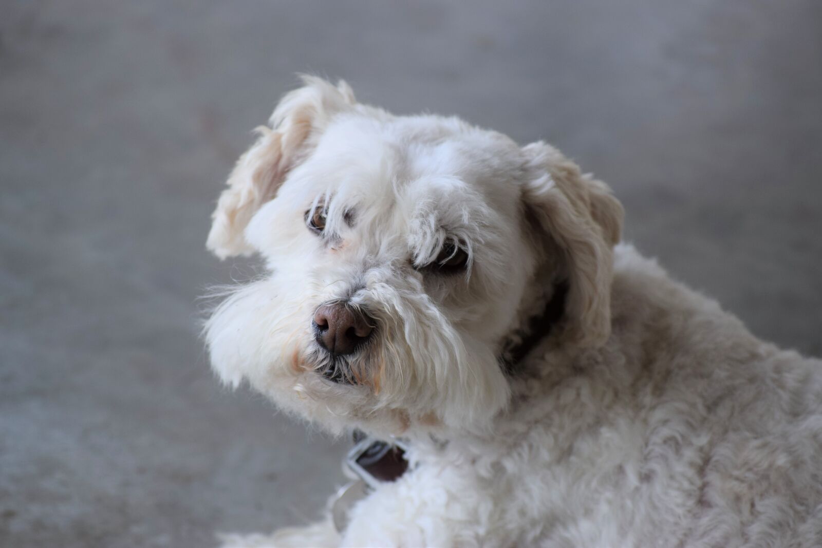 Nikon D3300 sample photo. White dog, companion, true photography