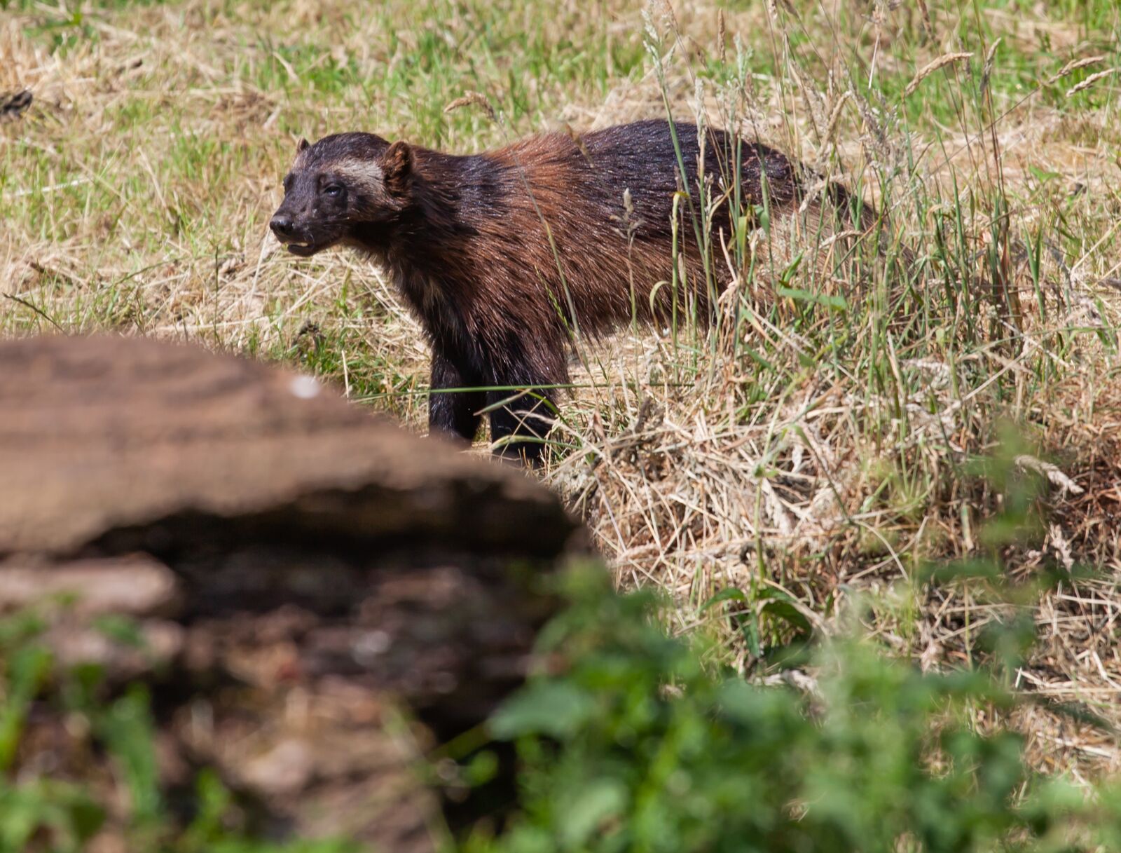 Canon EF 70-200mm F4L USM sample photo. Wolverine, wolverine on prairie photography