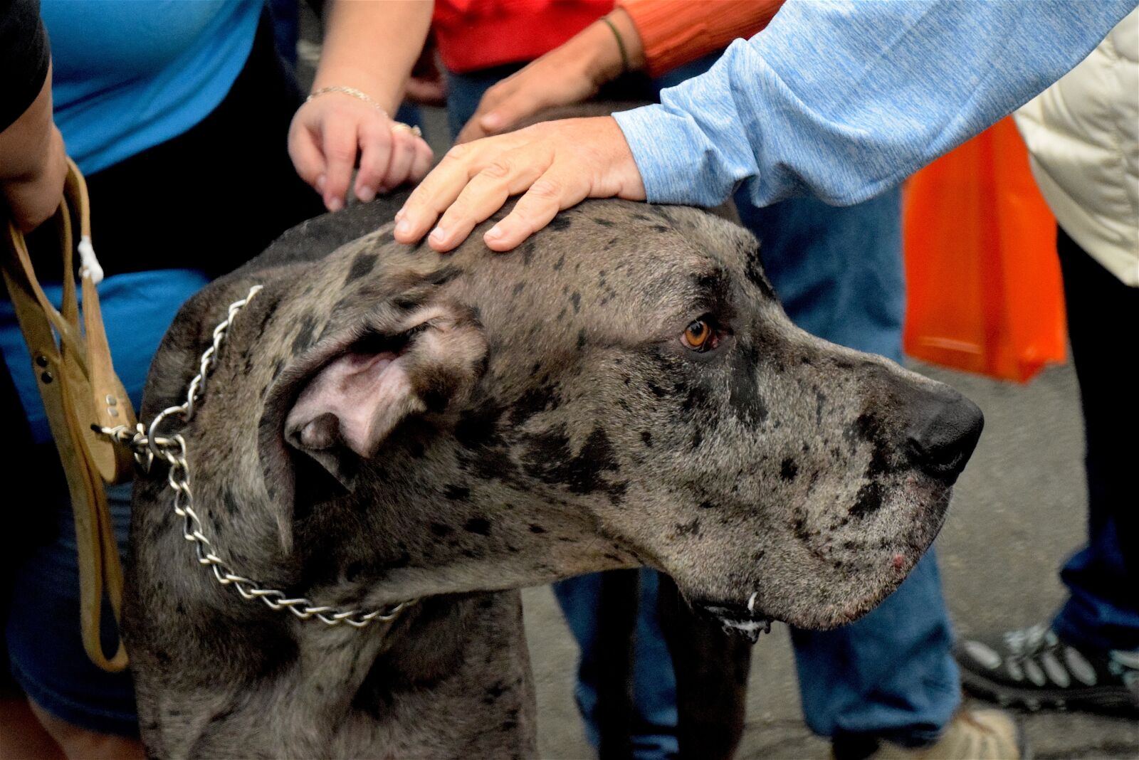 Nikon D3300 sample photo. Great dane, dog, great photography