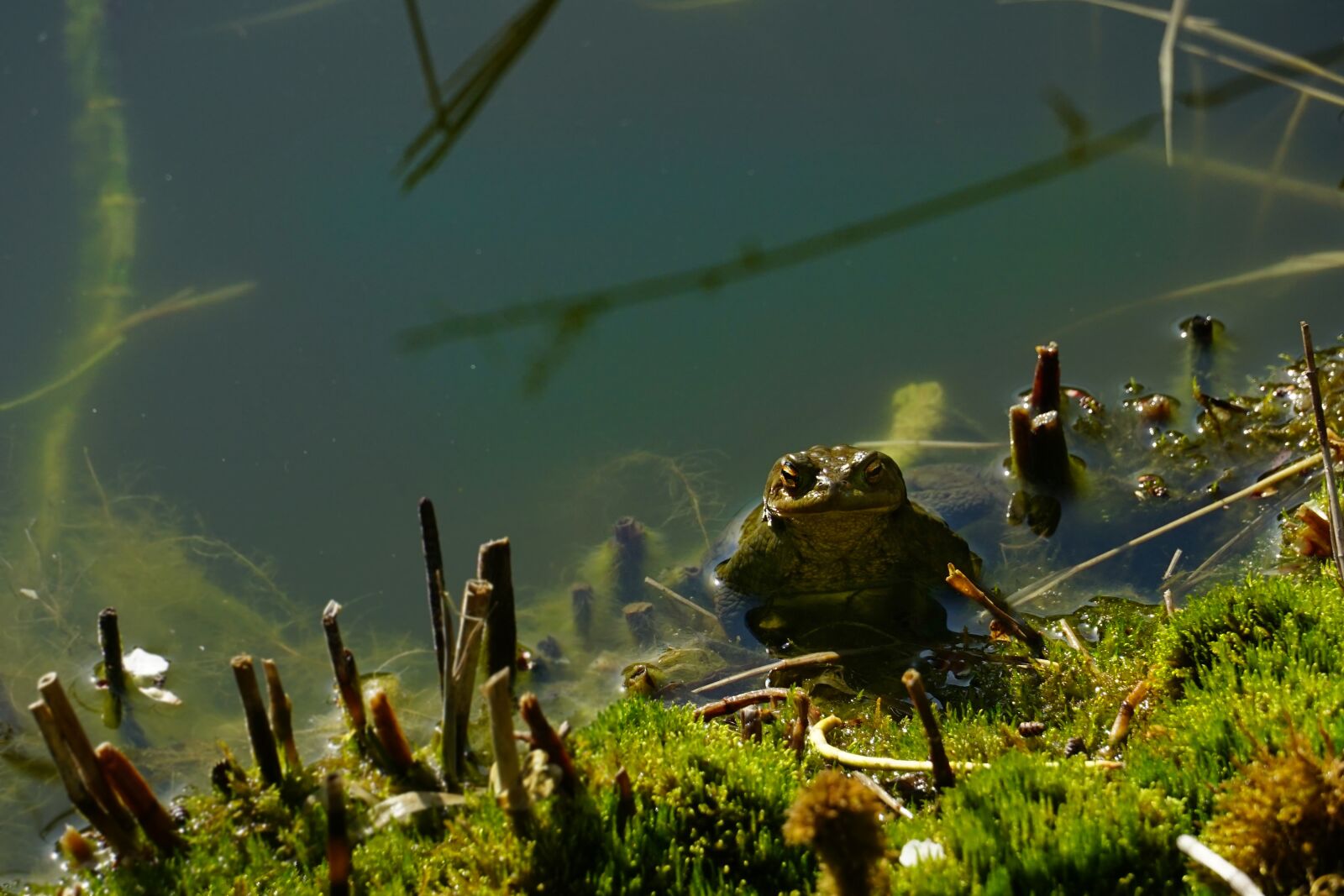 Sony a6000 sample photo. Waters, nature, toad photography