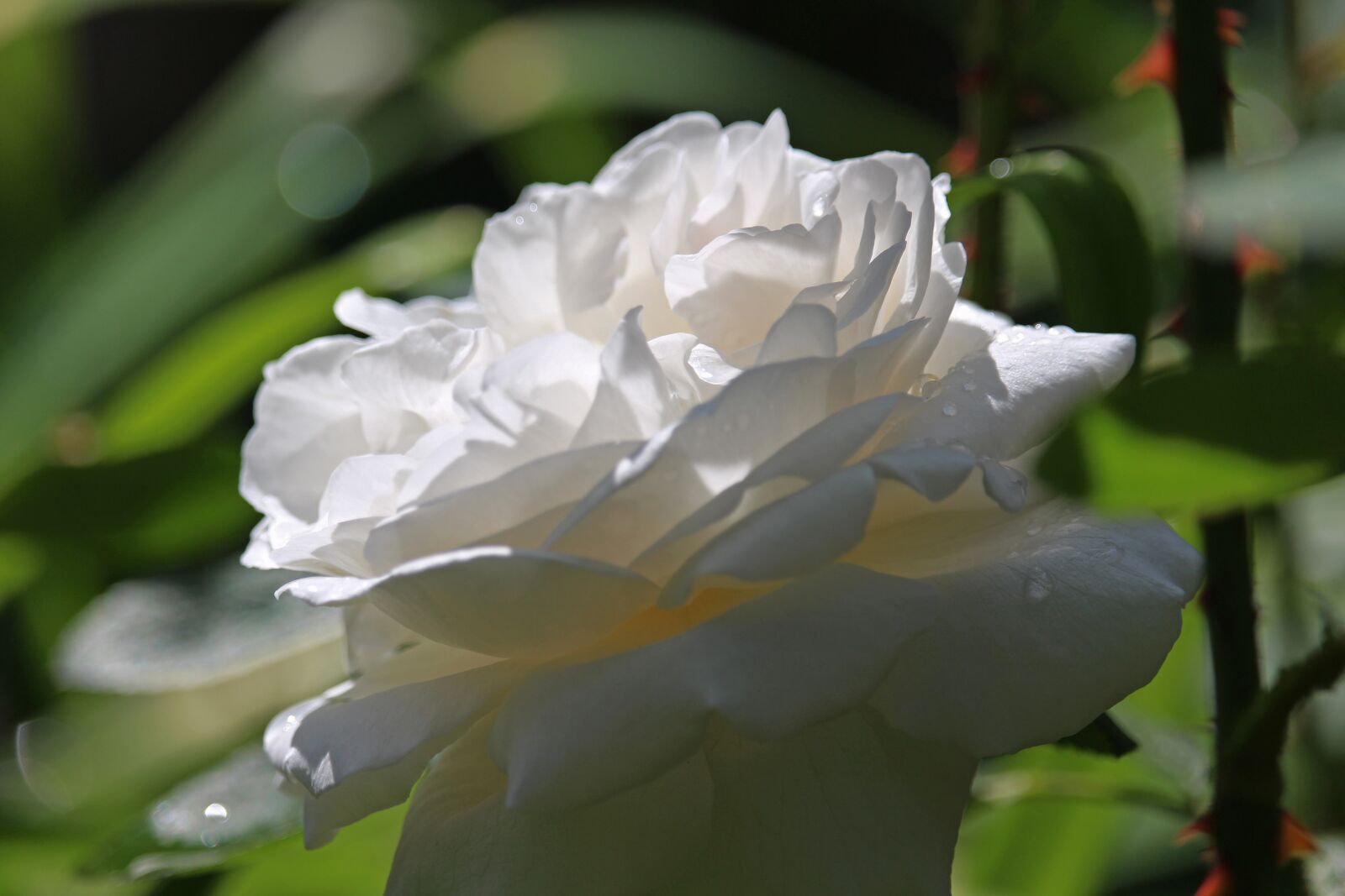 Canon EOS 700D (EOS Rebel T5i / EOS Kiss X7i) + Canon EF-S 55-250mm F4-5.6 IS STM sample photo. White rose, rose, blossom photography