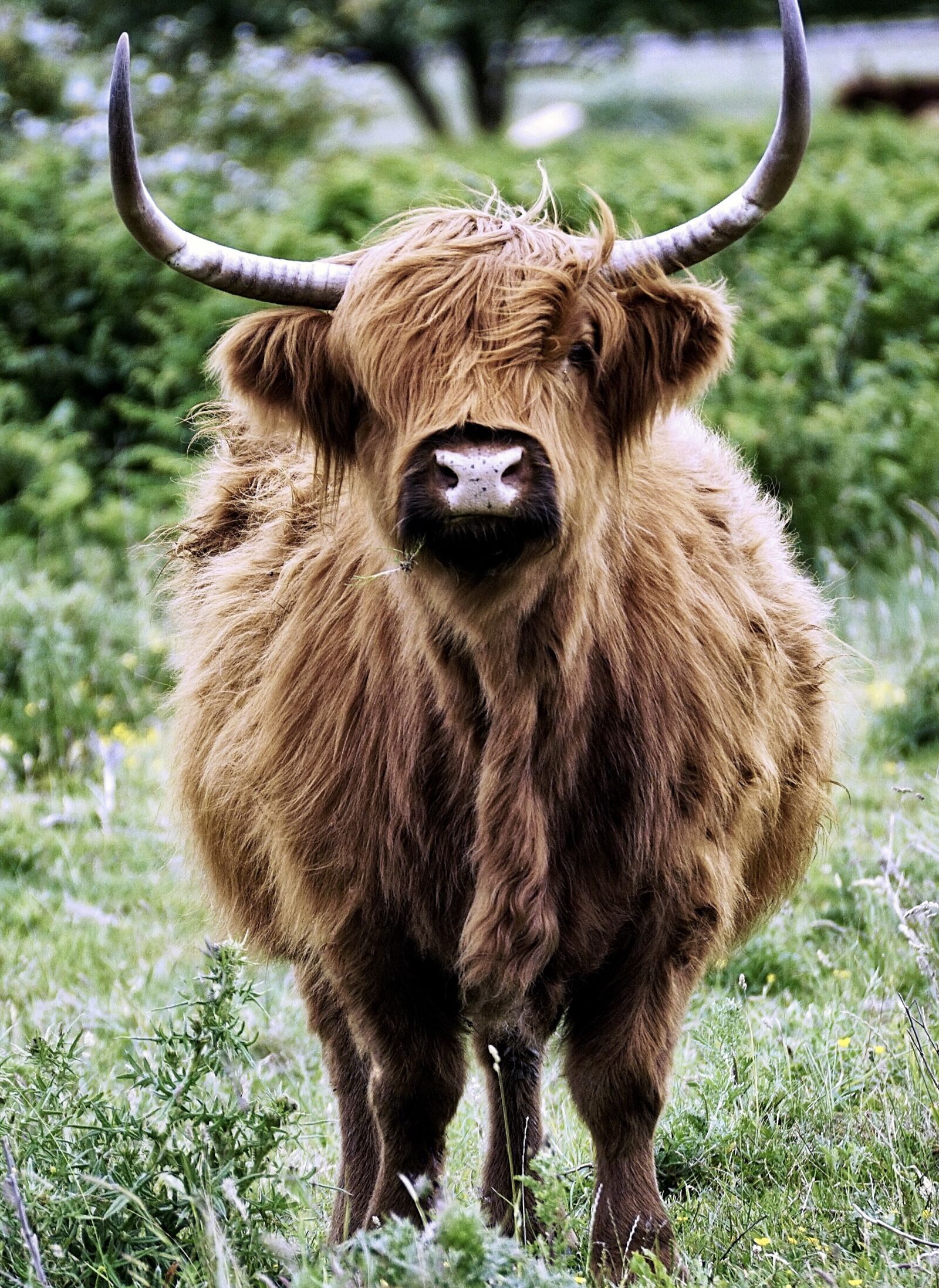 Sony DT 55-300mm F4.5-5.6 SAM sample photo. Desirable, scottish hochlandrind, beef photography