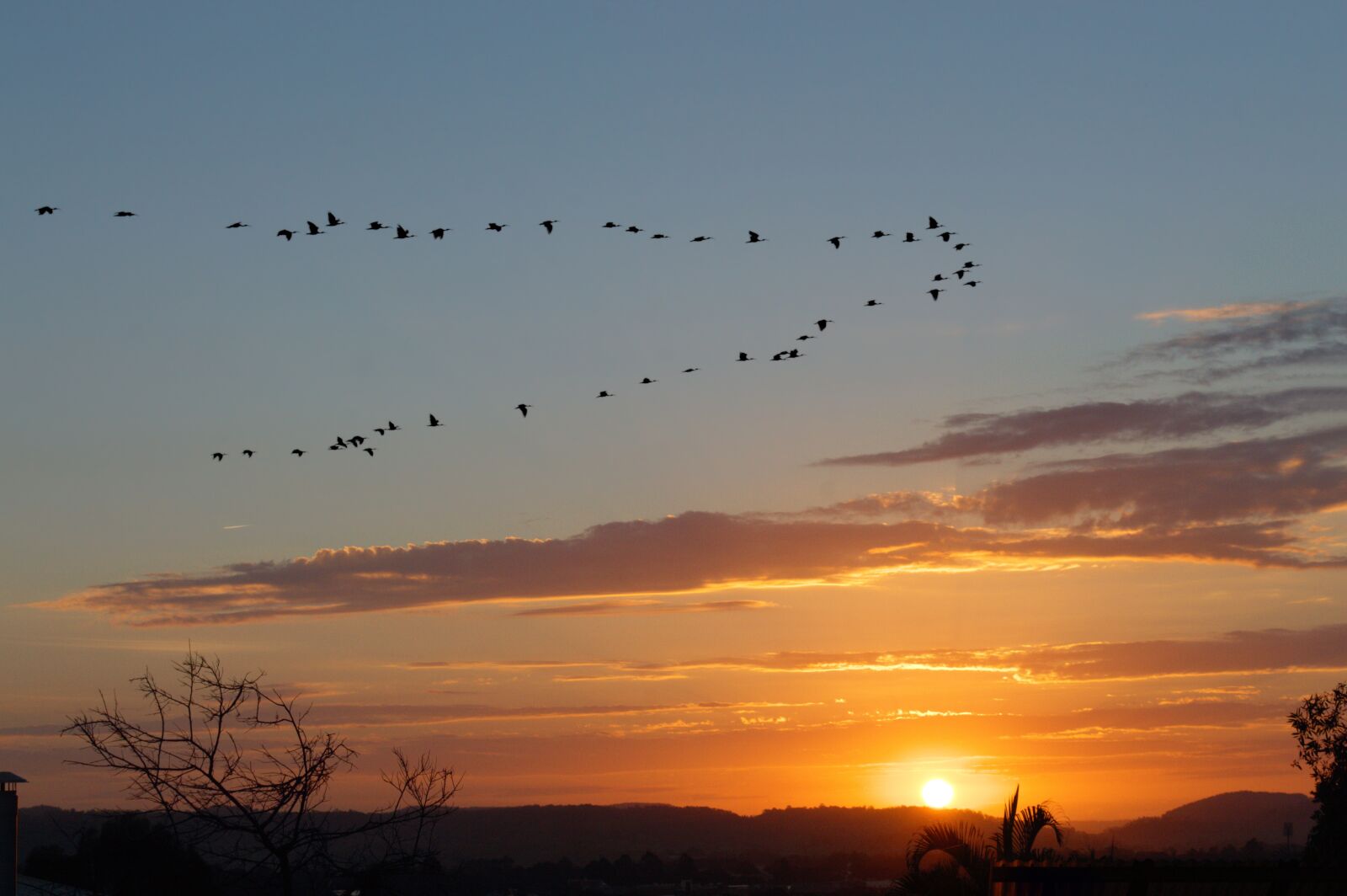 Nikon D3200 sample photo. Orange, sunset, birds photography