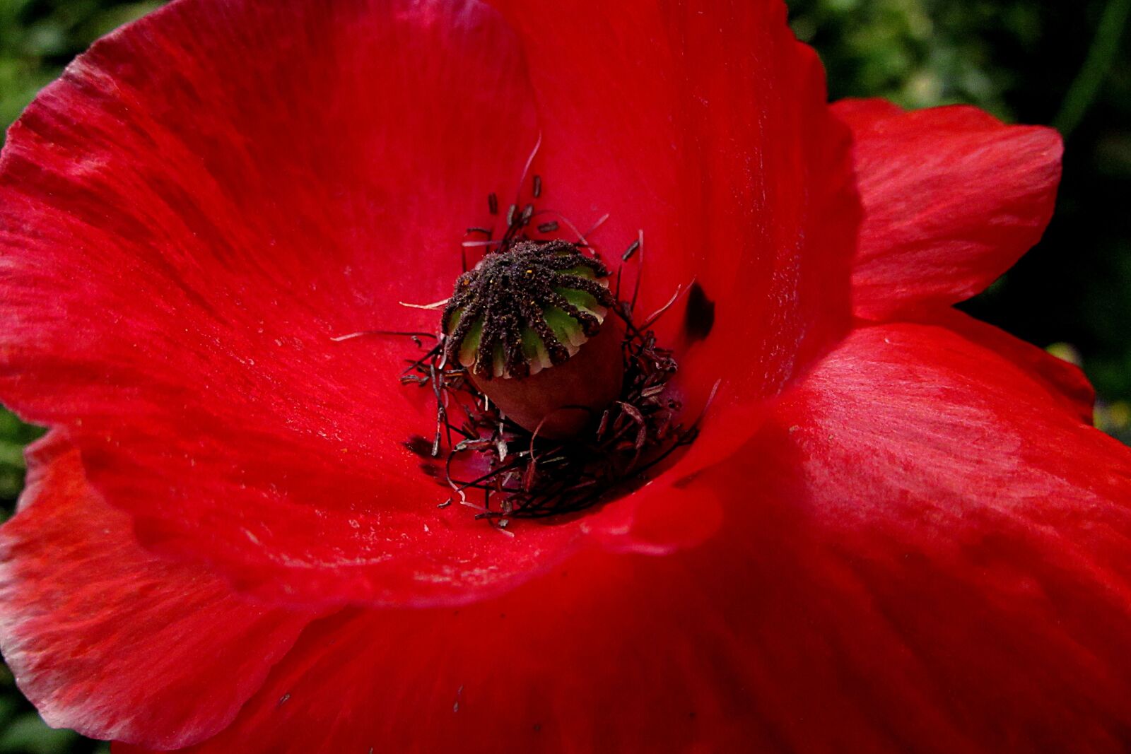 Canon PowerShot SX610 HS sample photo. Poppy, red, red flower photography