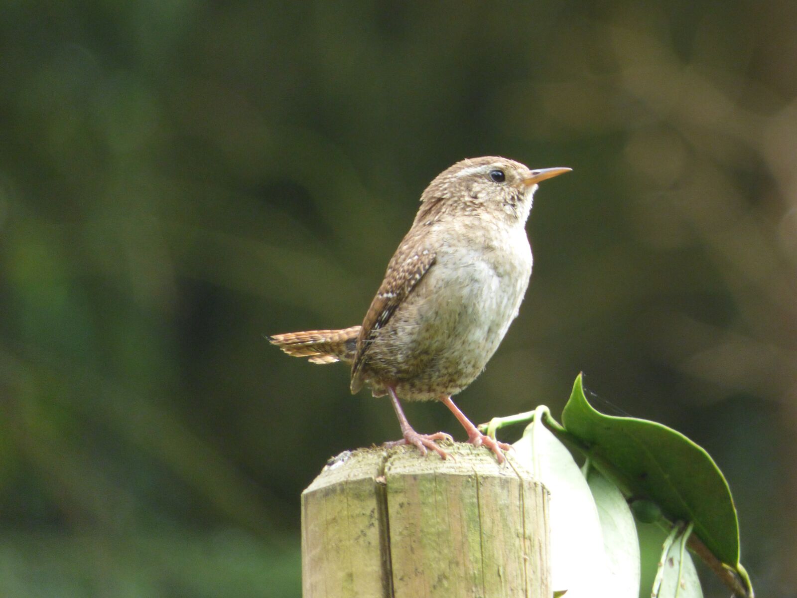 Panasonic DMC-FZ72 sample photo. Wren, bird, astvagabund photography