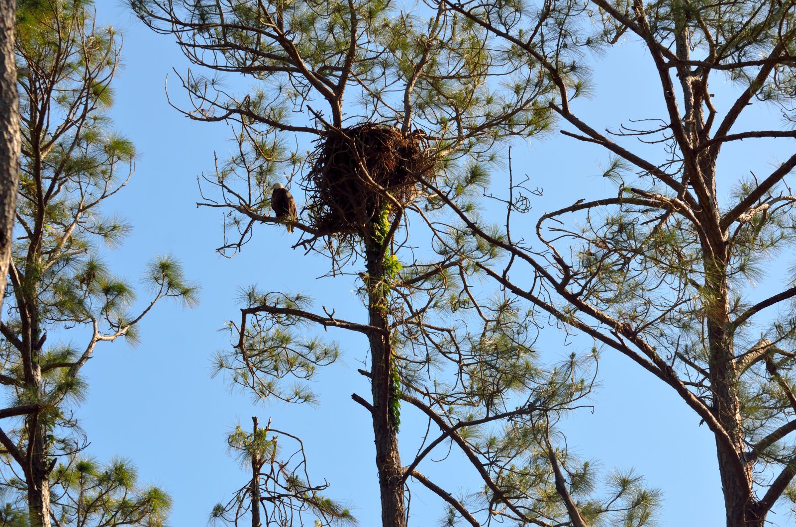 Nikon D7000 sample photo. Nest, bird, tree photography