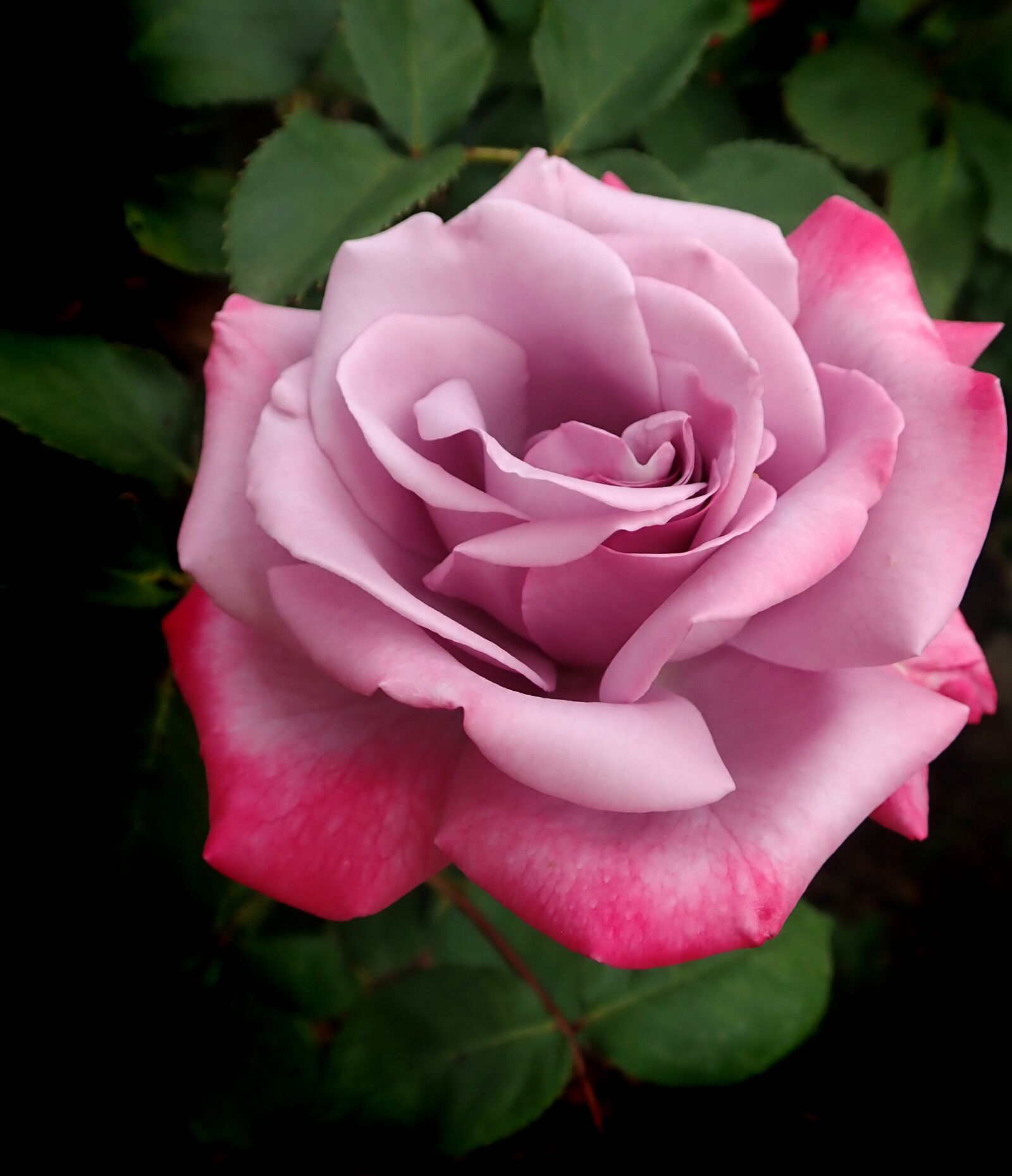 Olympus TG-5 sample photo. Rose, flower, perfume photography